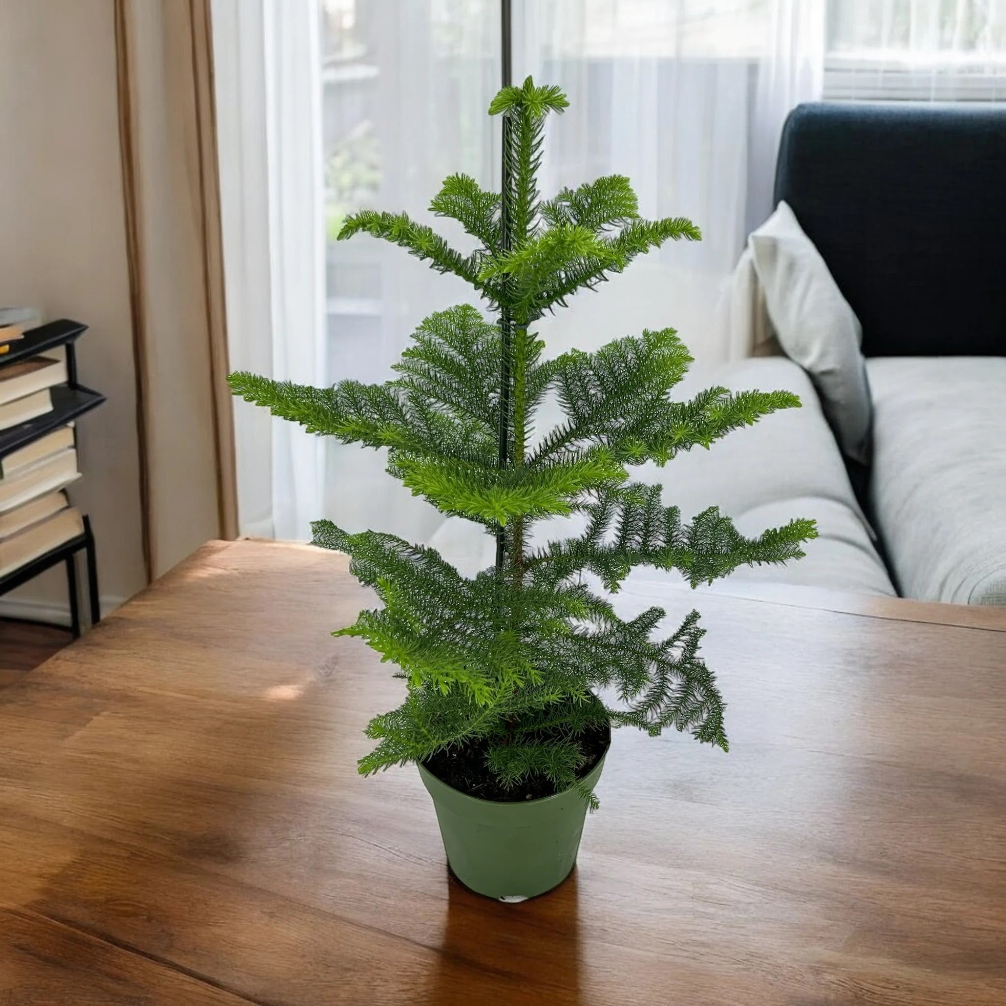 Araucaria