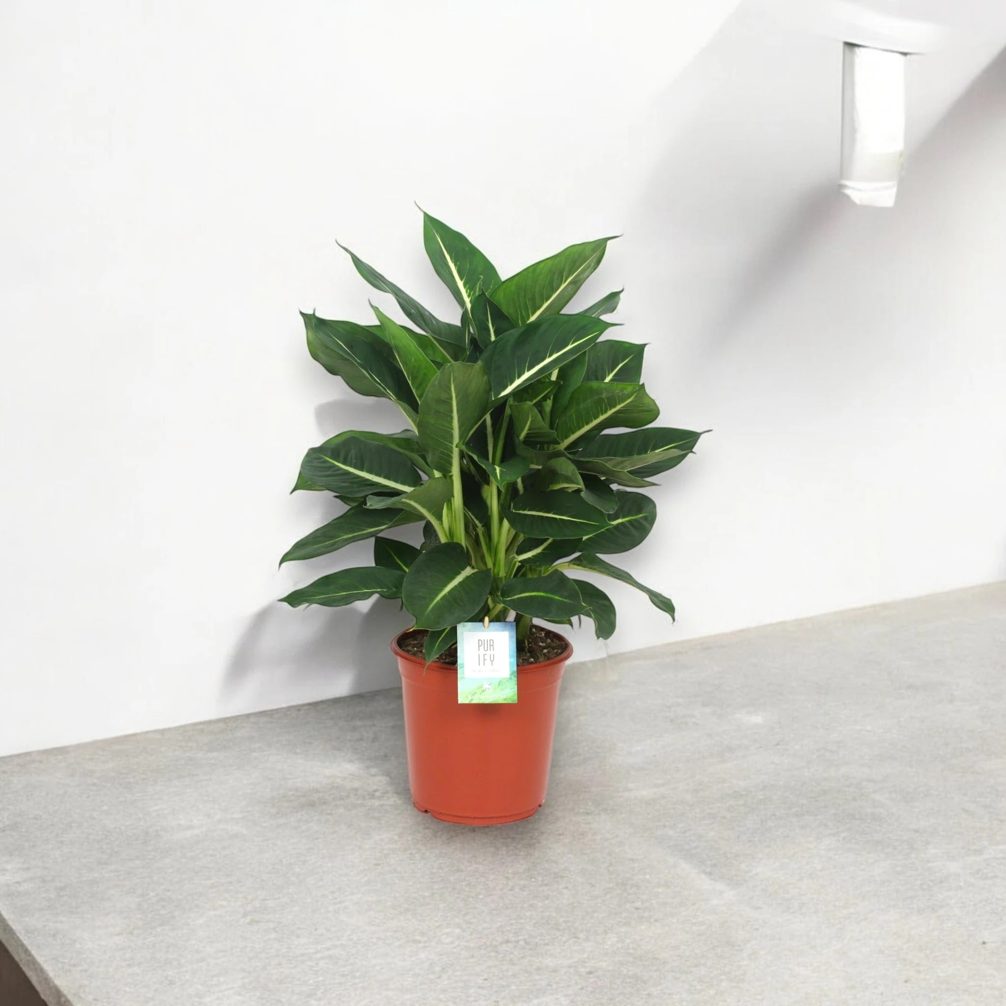 Dieffenbachia 'Green magic'