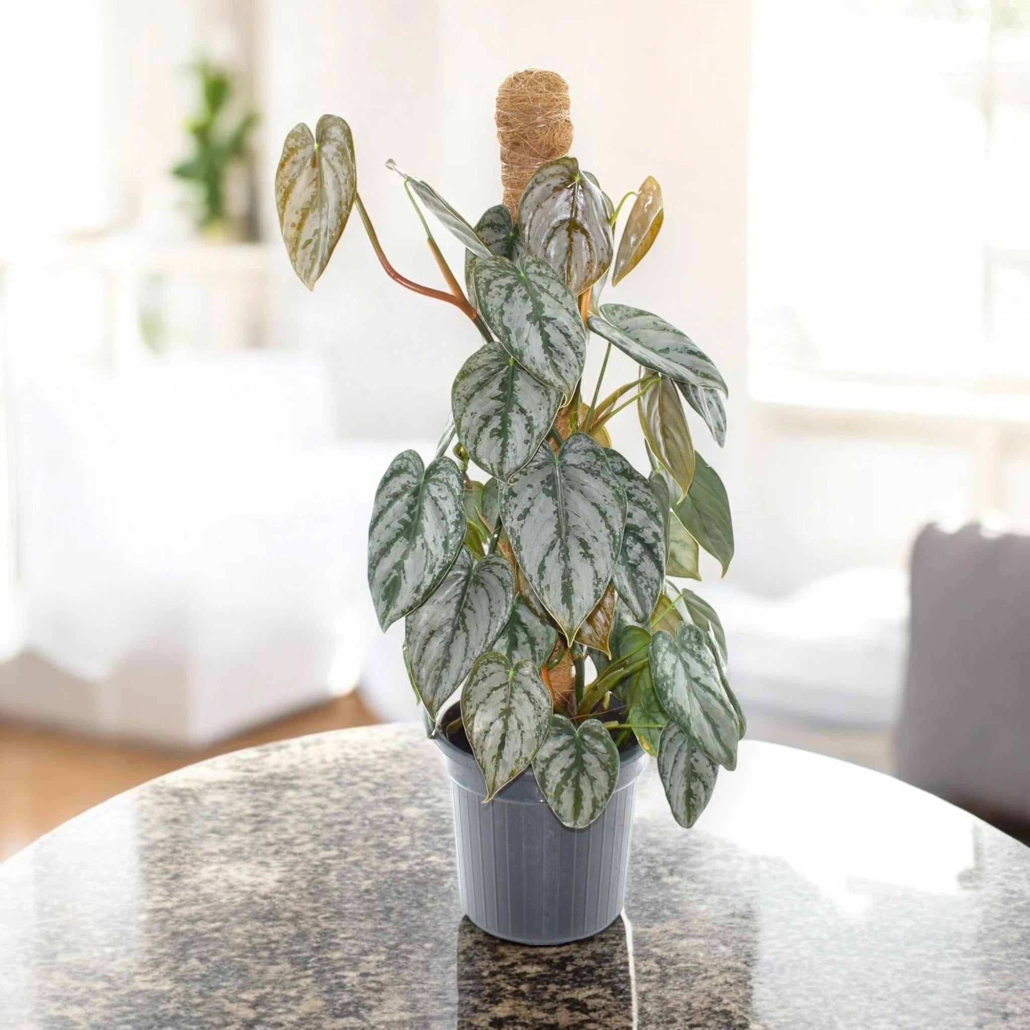 Philodendron brandtianum