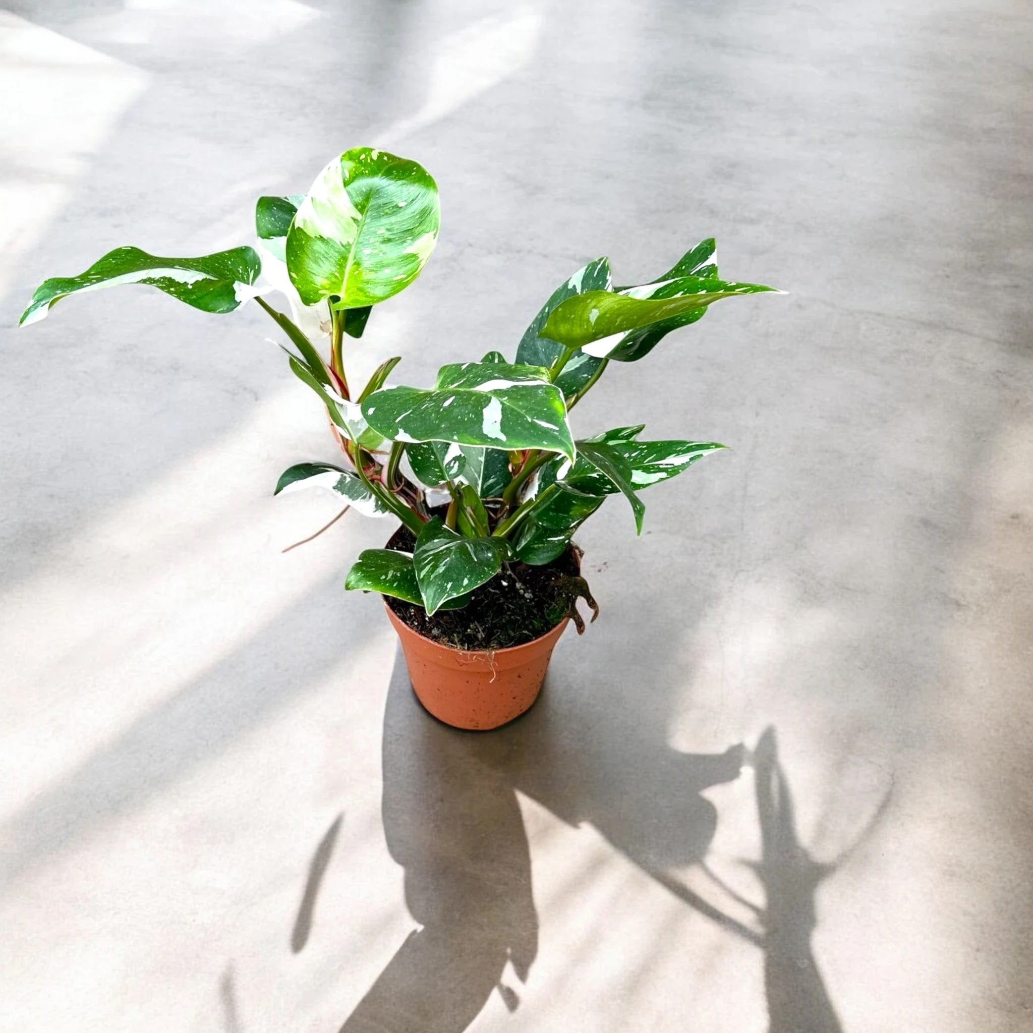 Philodendron White Princess con foglie variegate bianche e rosa in vaso decorativo