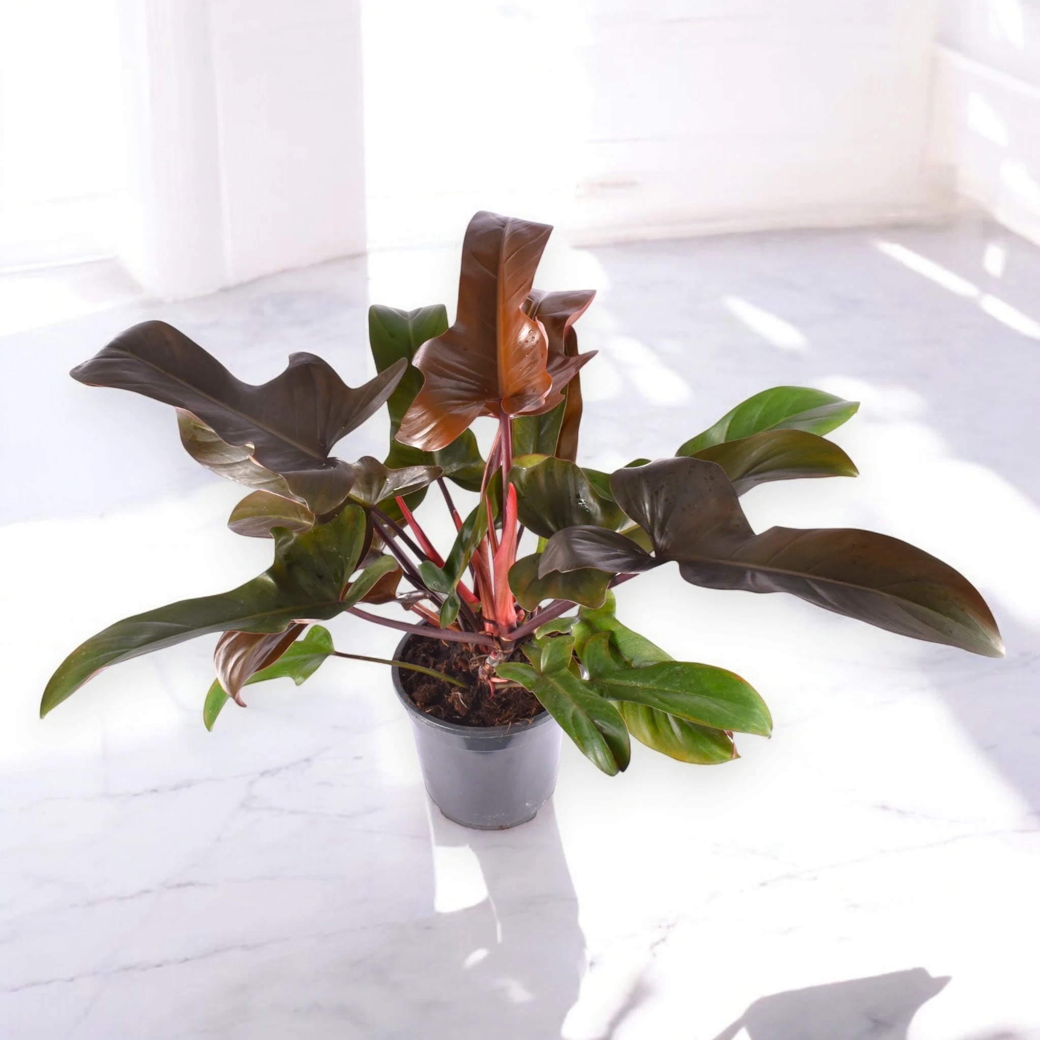 Dettaglio foglia lobata Philodendron Florida Bronze con riflessi bronzati e venature verdi
