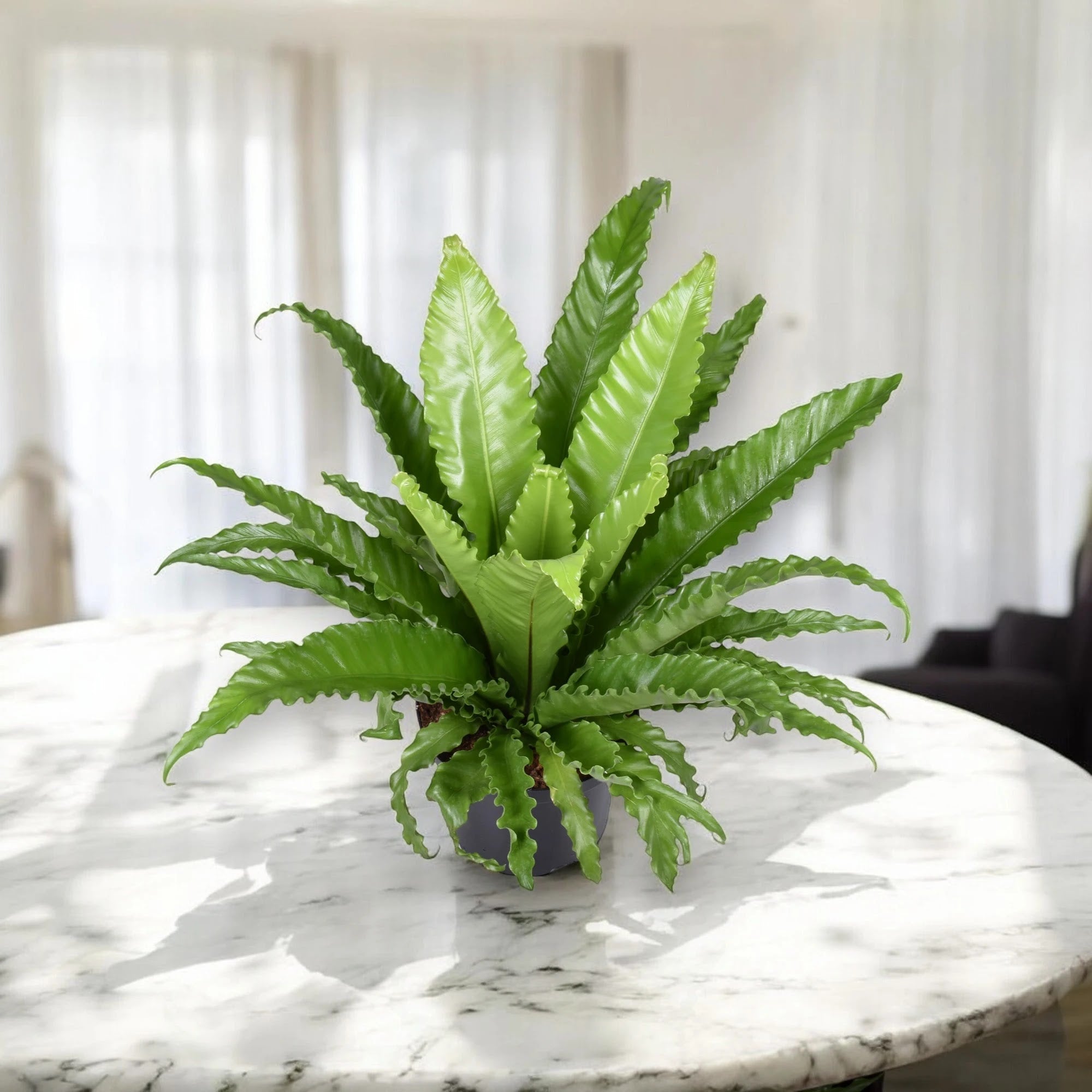 Asplenium antiquum Osaka con fronde larghe e lucide disposte a rosetta in vaso decorativo