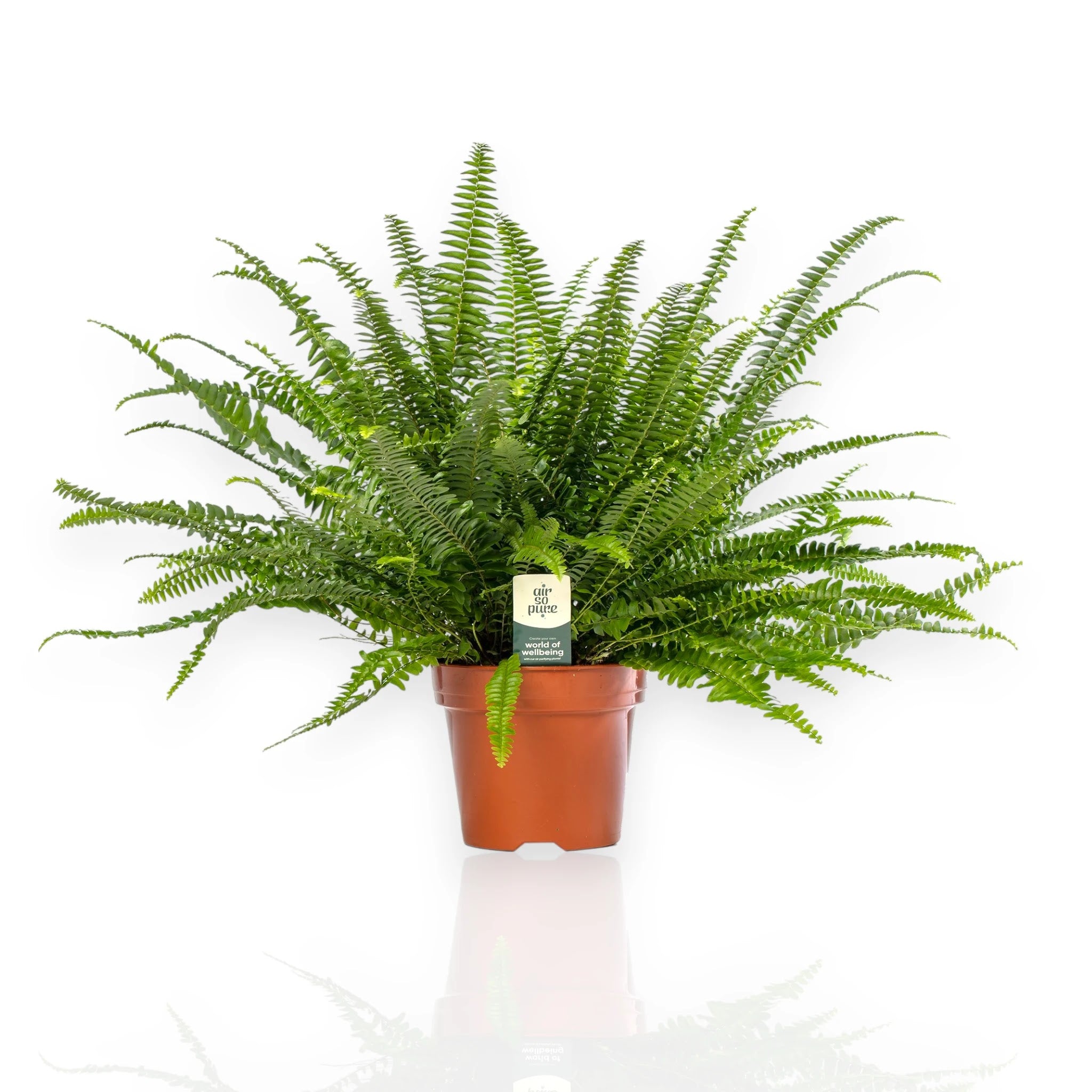 Nephrolepis exaltata Green Lady con fronde ricadenti in vaso decorativo da interno