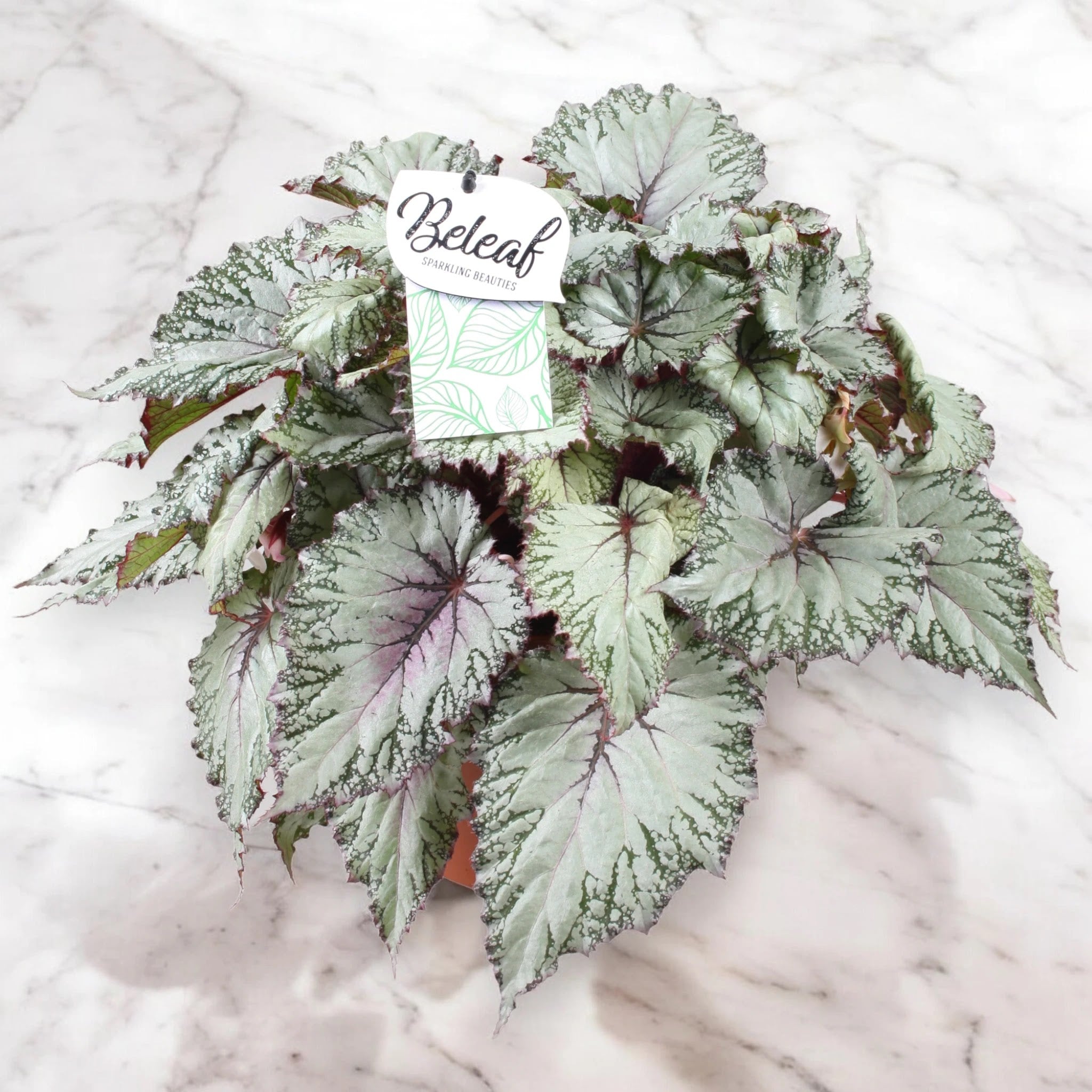 Begonia rex 'Asian tundra'