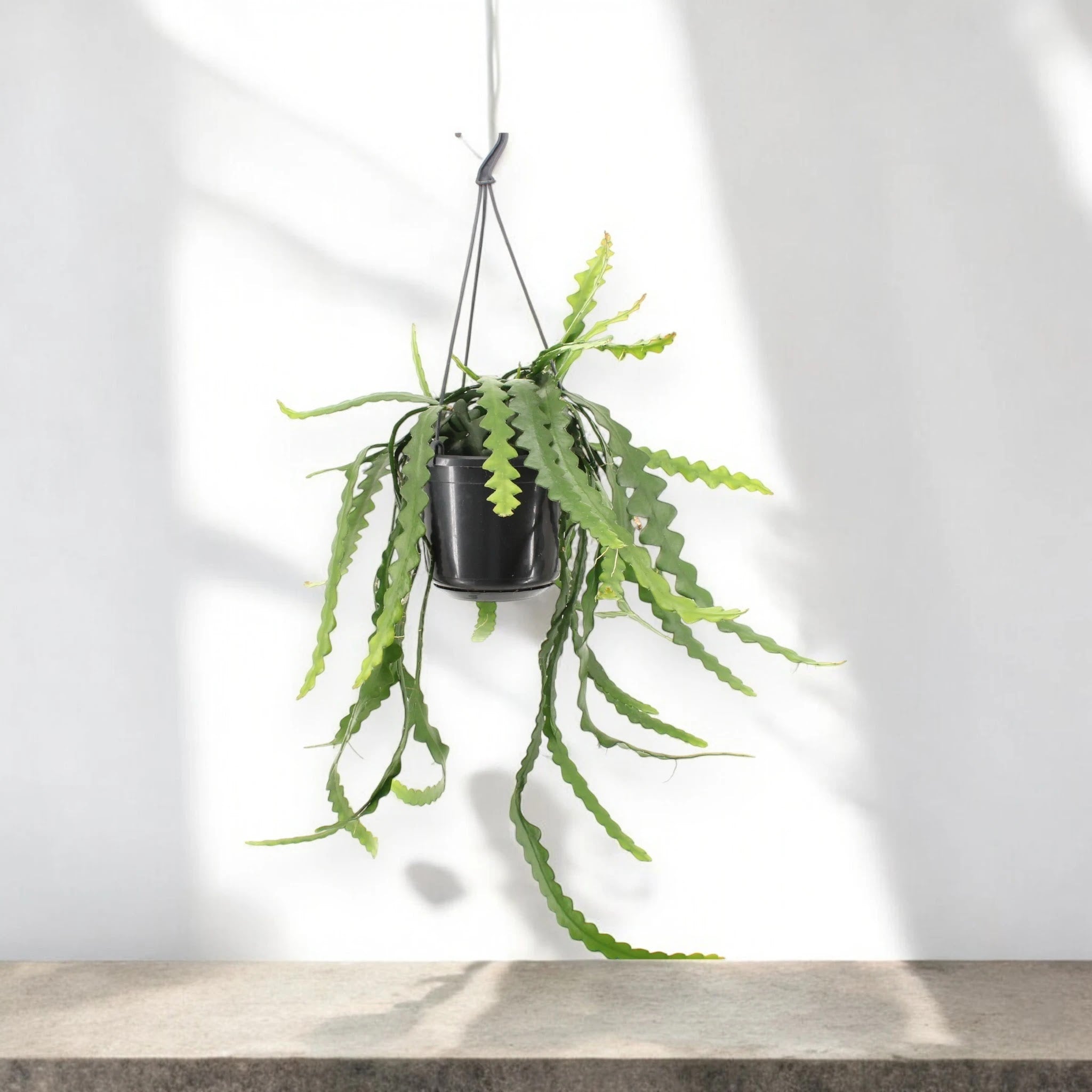 Dettaglio delle foglie lobate di Epiphyllum anthonyanus con bordi dentellati caratteristici