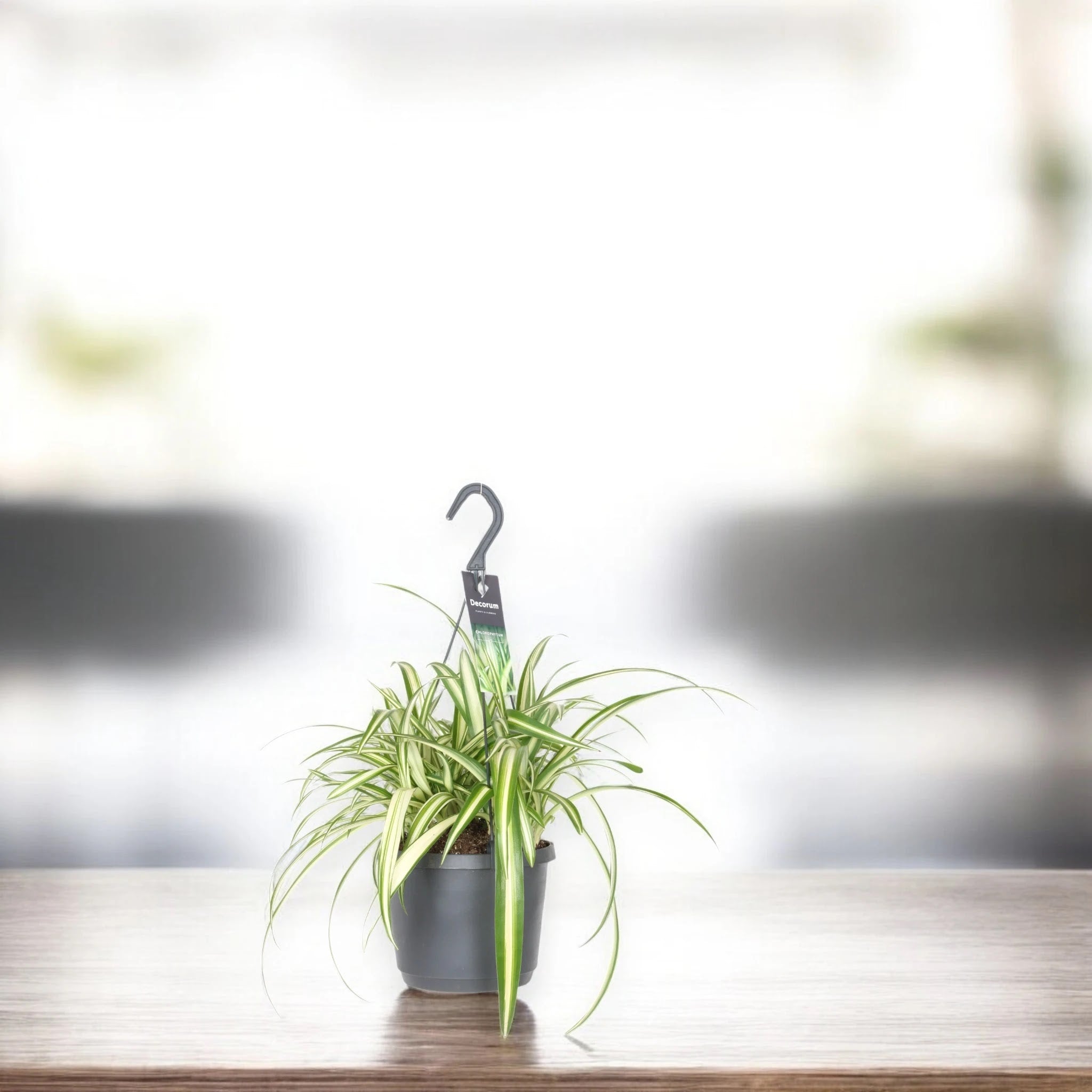 Chlorophytum comosum Variegatum in vaso con stoloni ricadenti e plantule aeree, foglie striate bianco e verde