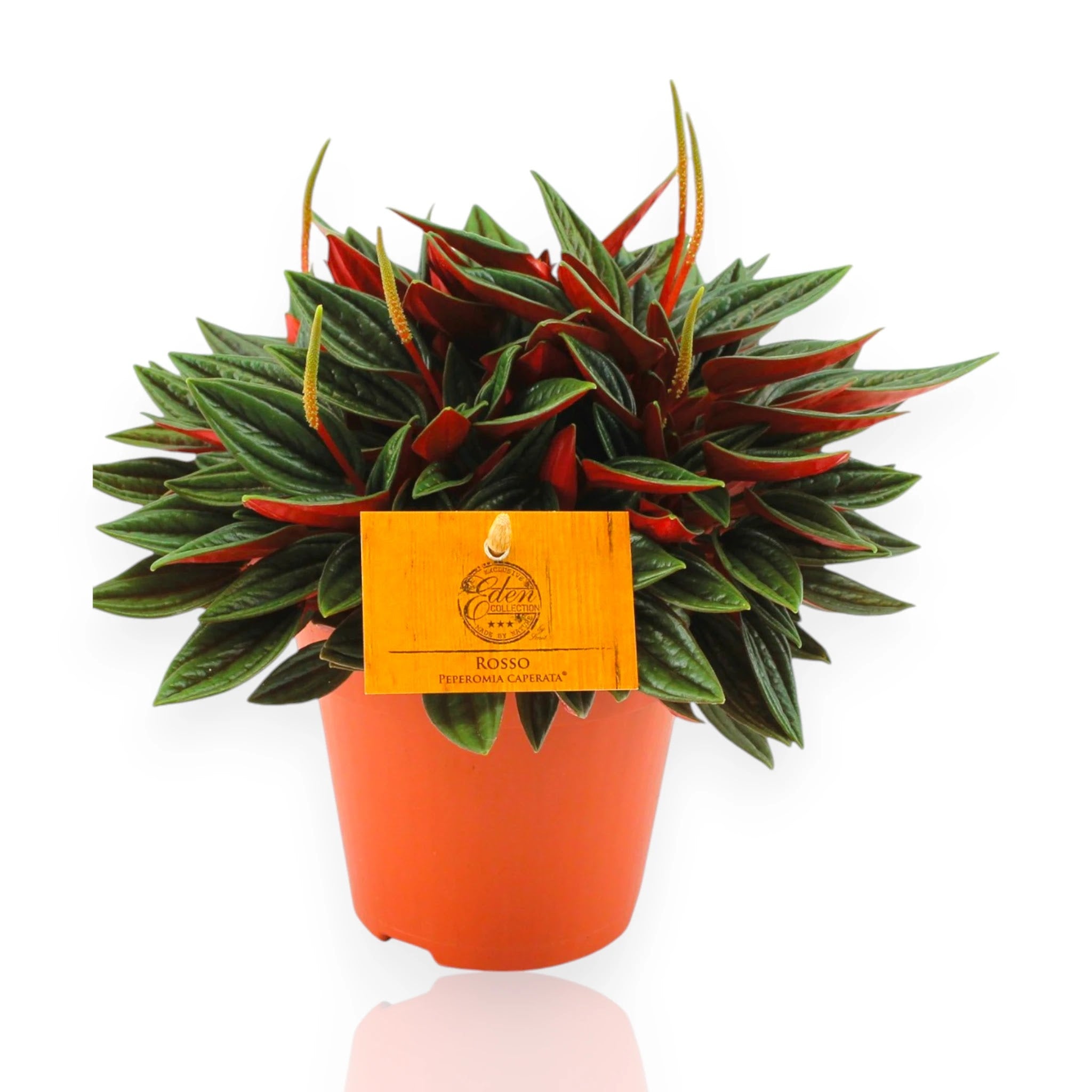 Peperomia caperata Rosso in vaso con foglie corrugate bordeaux-viola disposte a rosetta