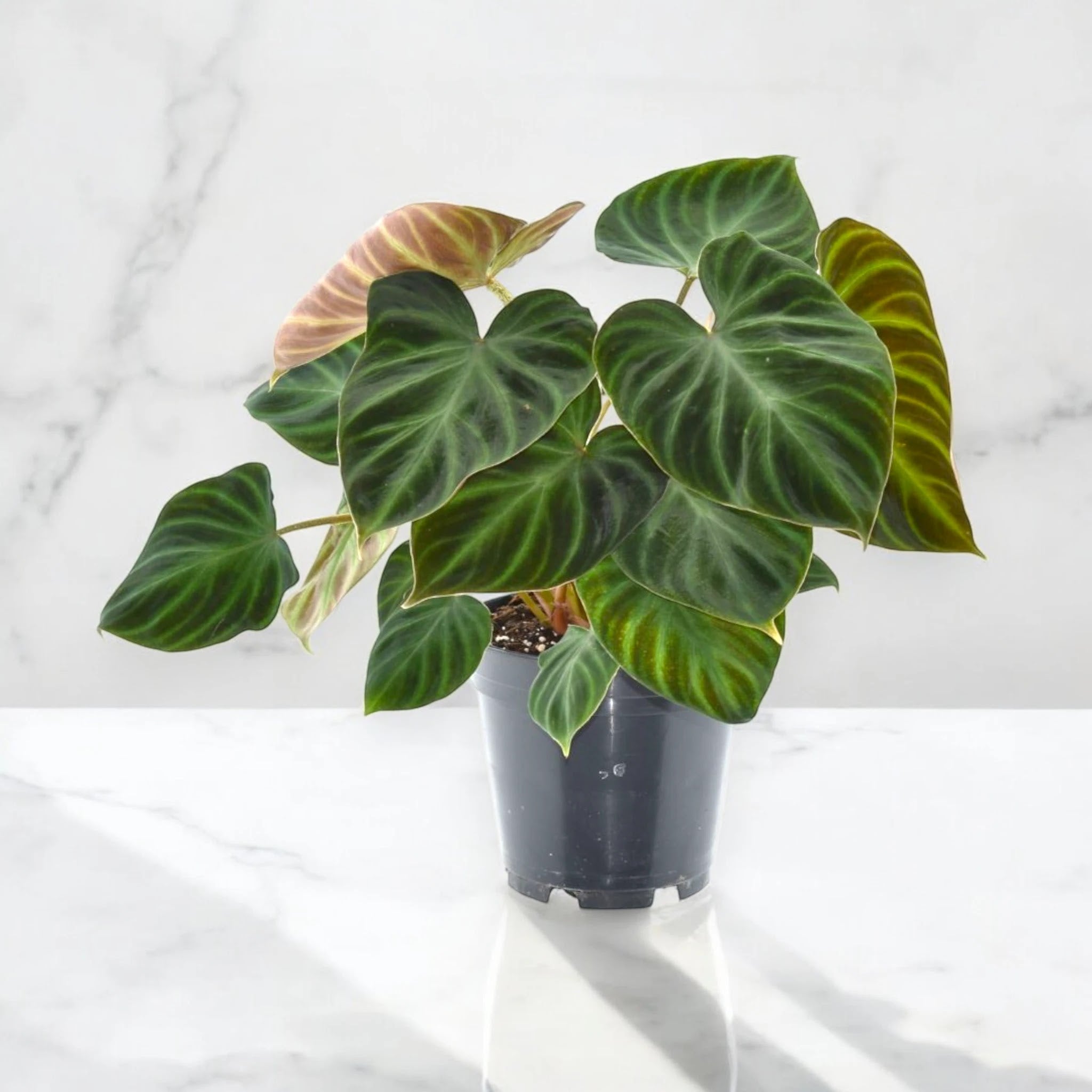 Dettaglio foglia vellutata di Philodendron verrucosum con venature dorate e picciolo rossastro