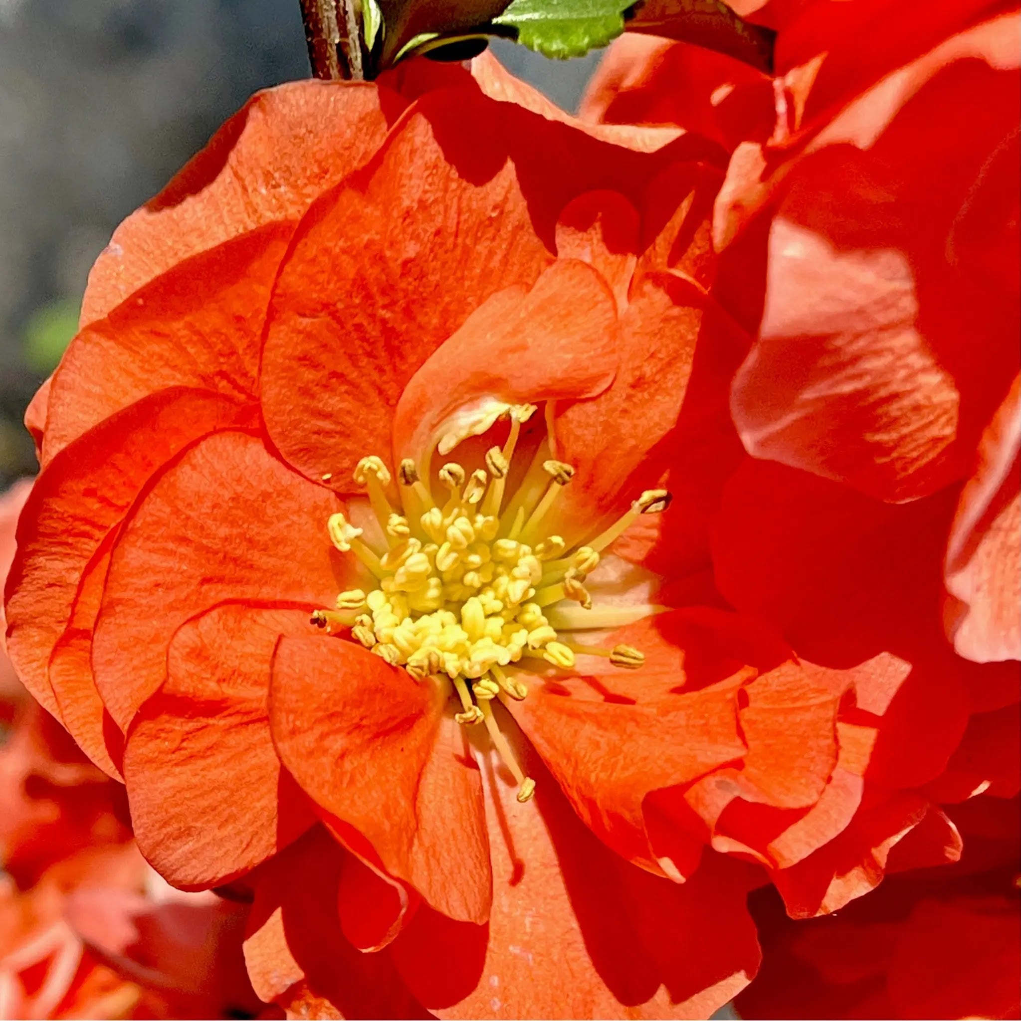Chaenomeles speciosa Orange Storm con fiori doppi arancio-salmone su rami spogli in giardino primaverile