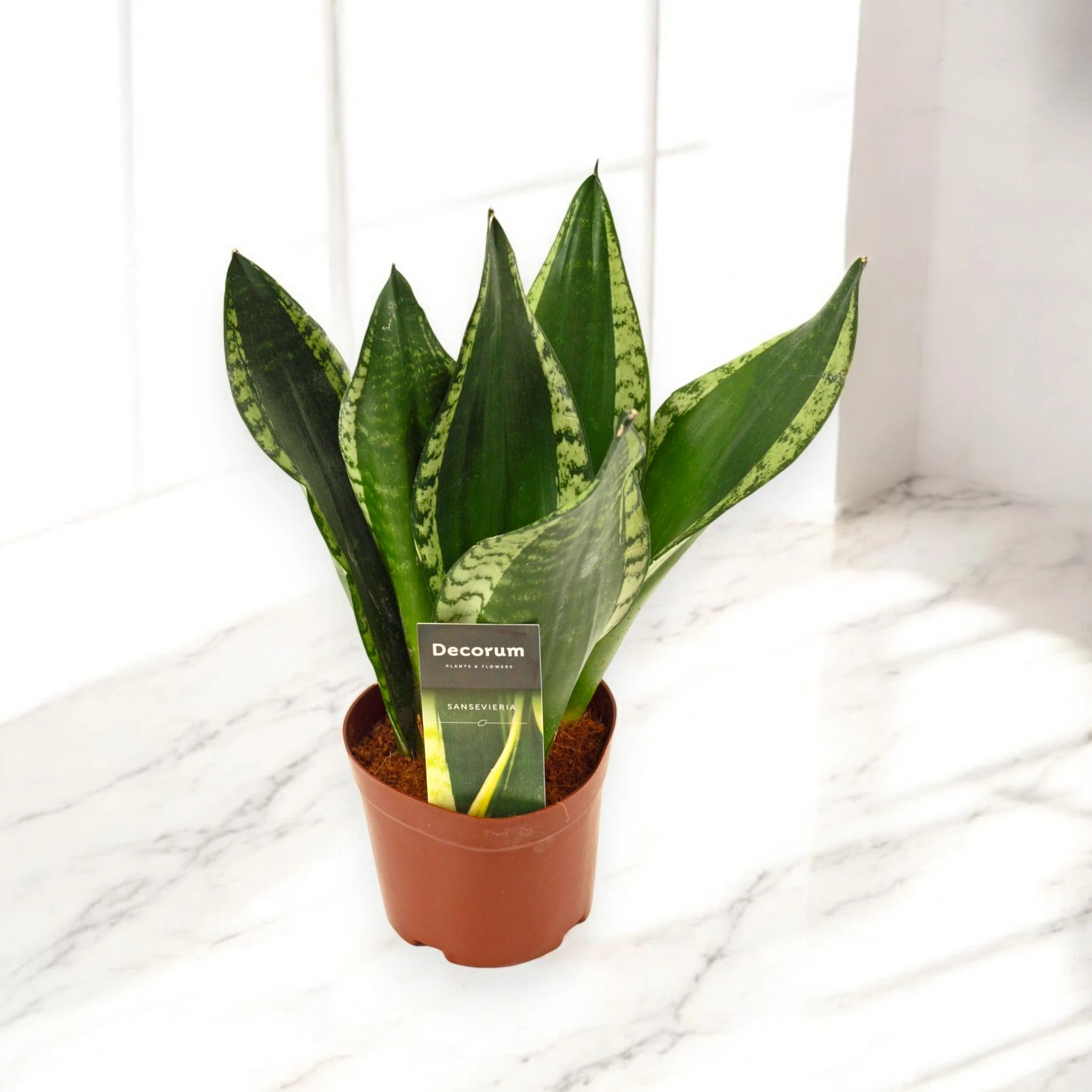 Sansevieria trifasciata 'Silver Flame'