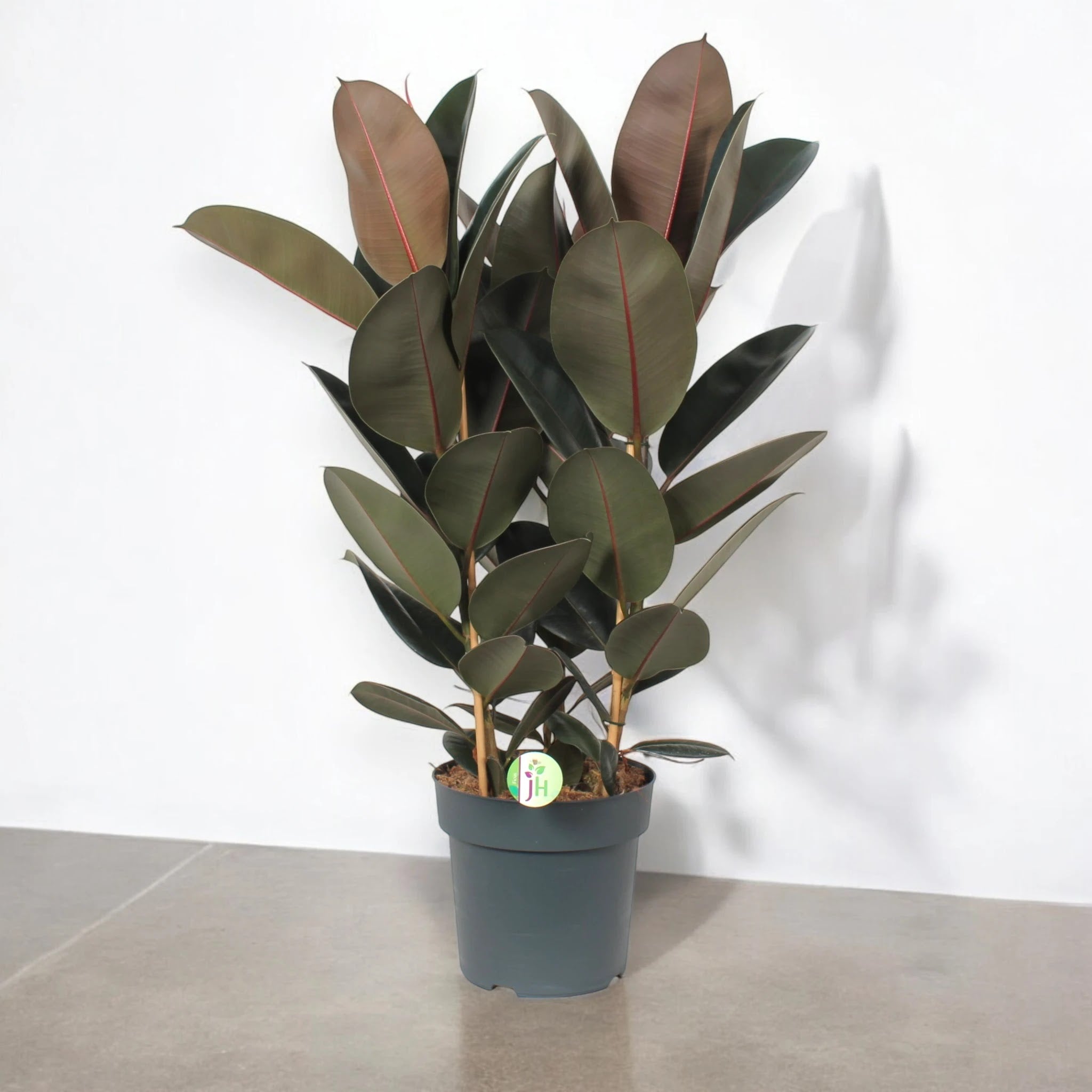 Dettaglio foglie Ficus elastica Abidjan con sfumature bordeaux e venature bronzate