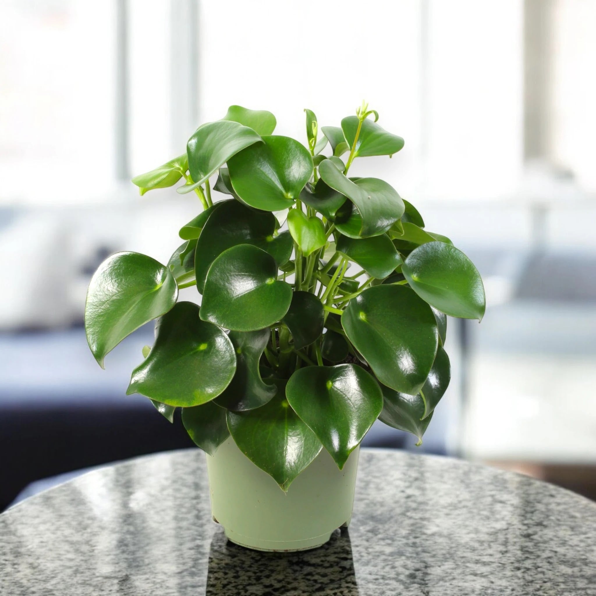 Peperomia polybotrya 'Raindrop'