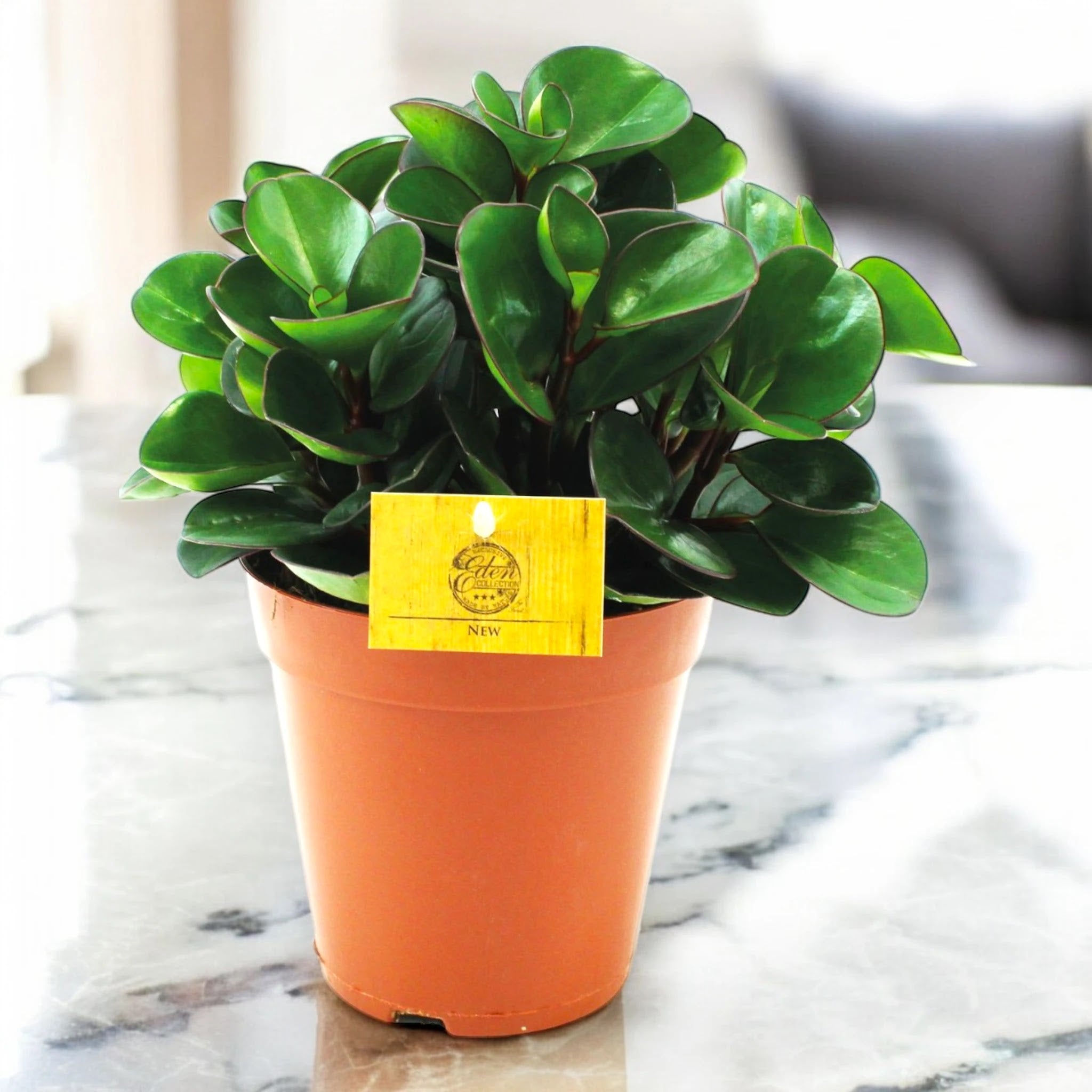 Peperomia obtusifolia 'Burning bush'