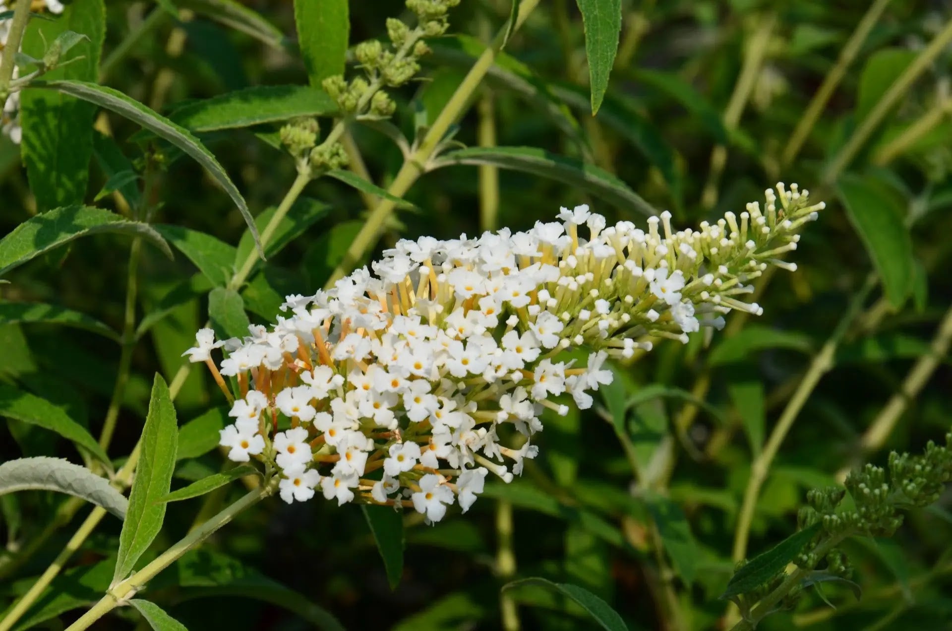 Buddleja davidii White Profusion arbusto fiorito con pannocchie bianche in giardino