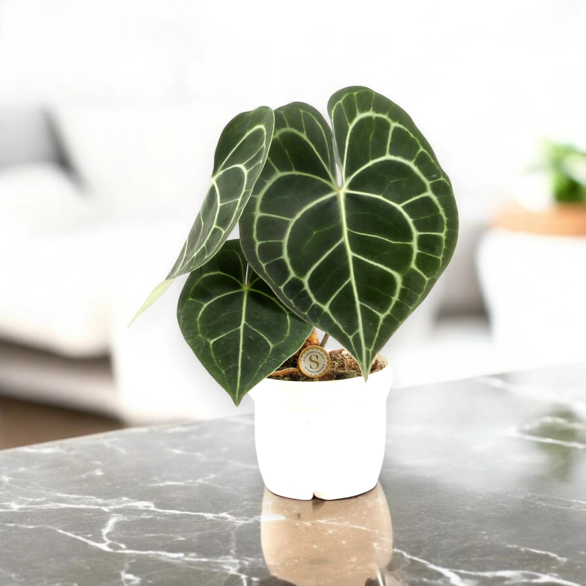 Anthurium clarinervium
