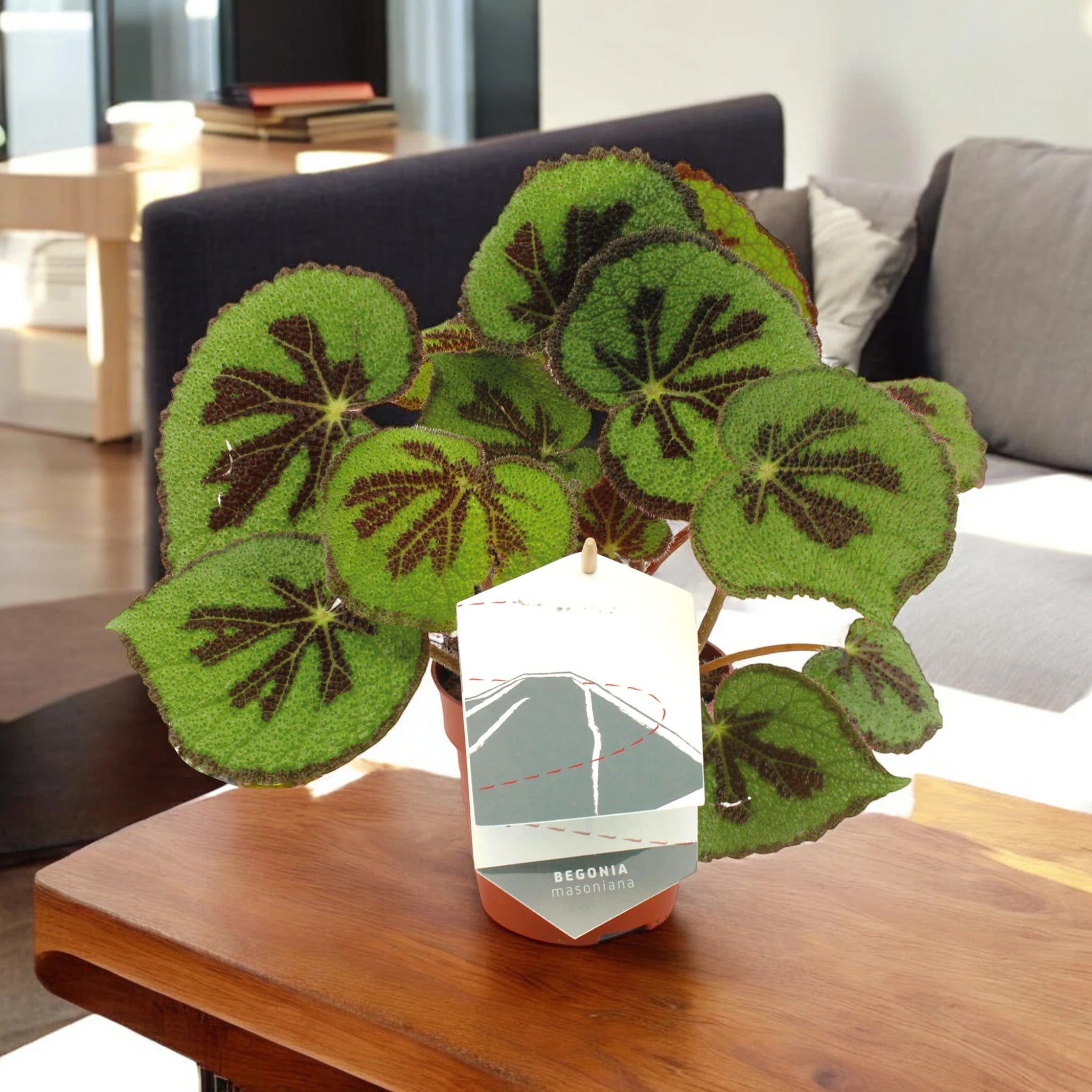 Begonia masoniana