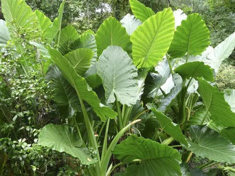 Alocasia macrorrhiza con grandi foglie a cuore verdi in vaso da interno