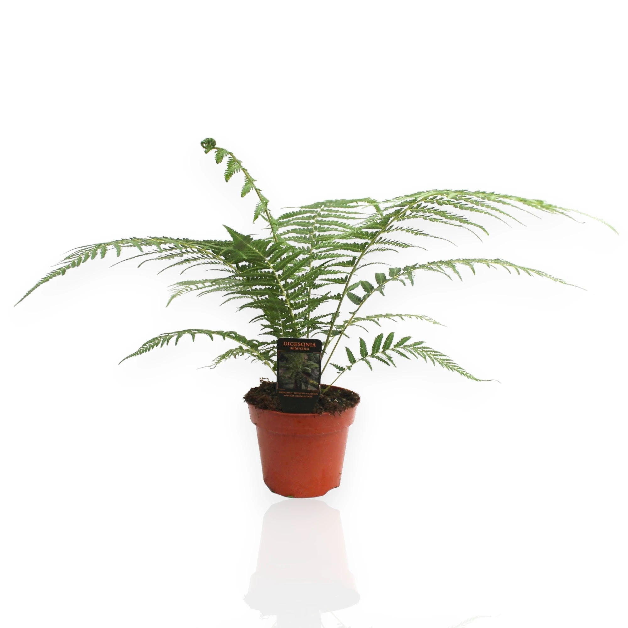 Dicksonia antarctica felce arborea con tronco fibroso e fronde verdi in vaso da interno