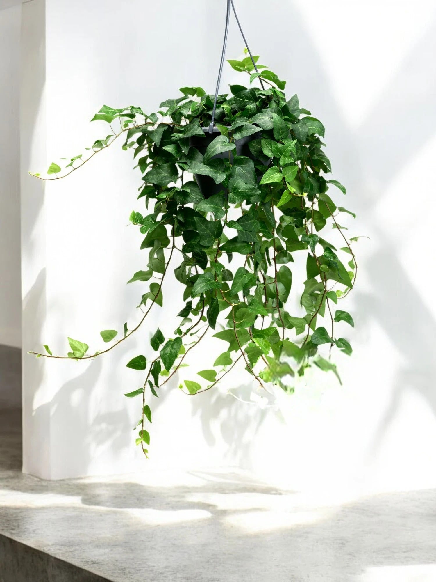 Edera - Hedera helix 'Mein Herz'