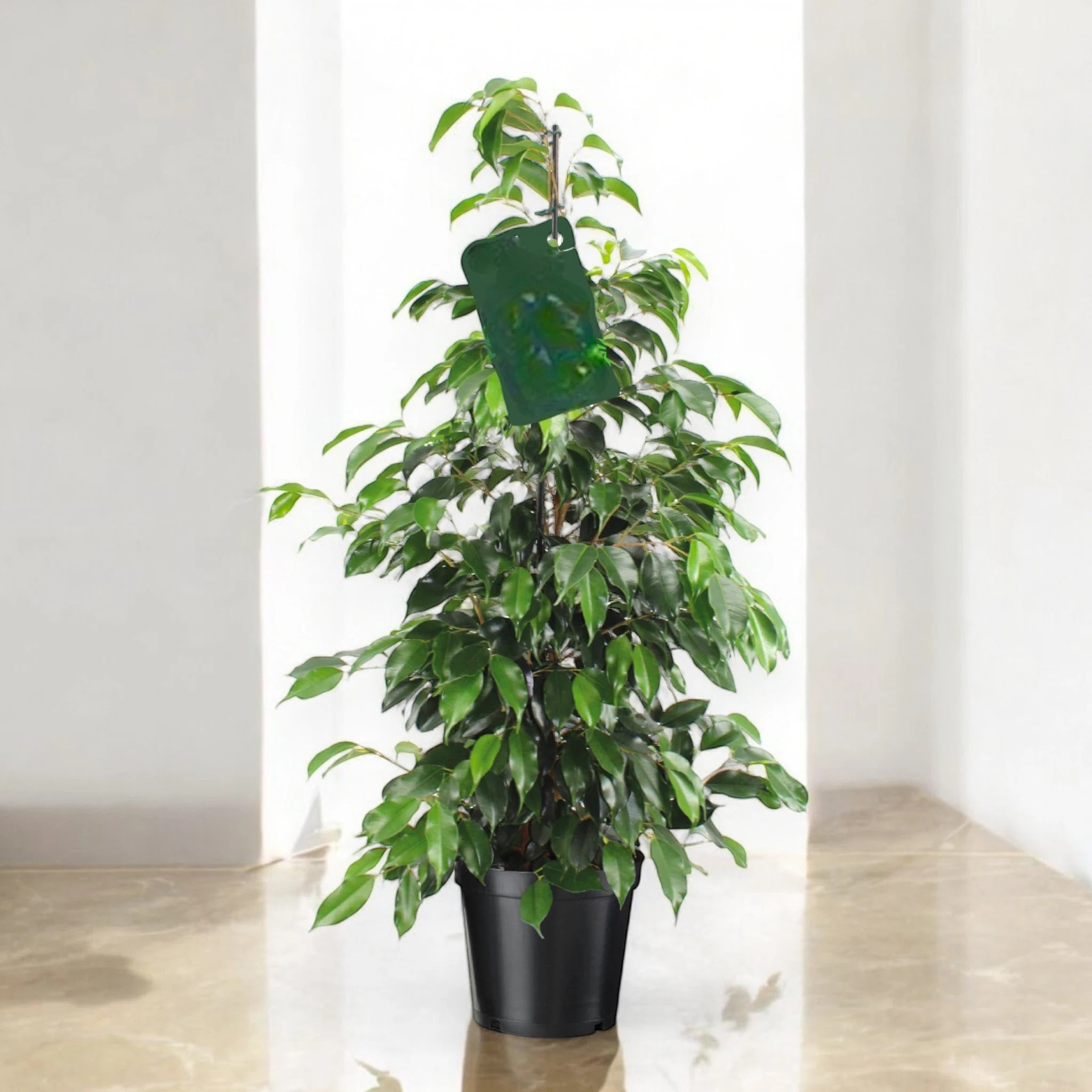 Ficus benjamina 'Danielle'