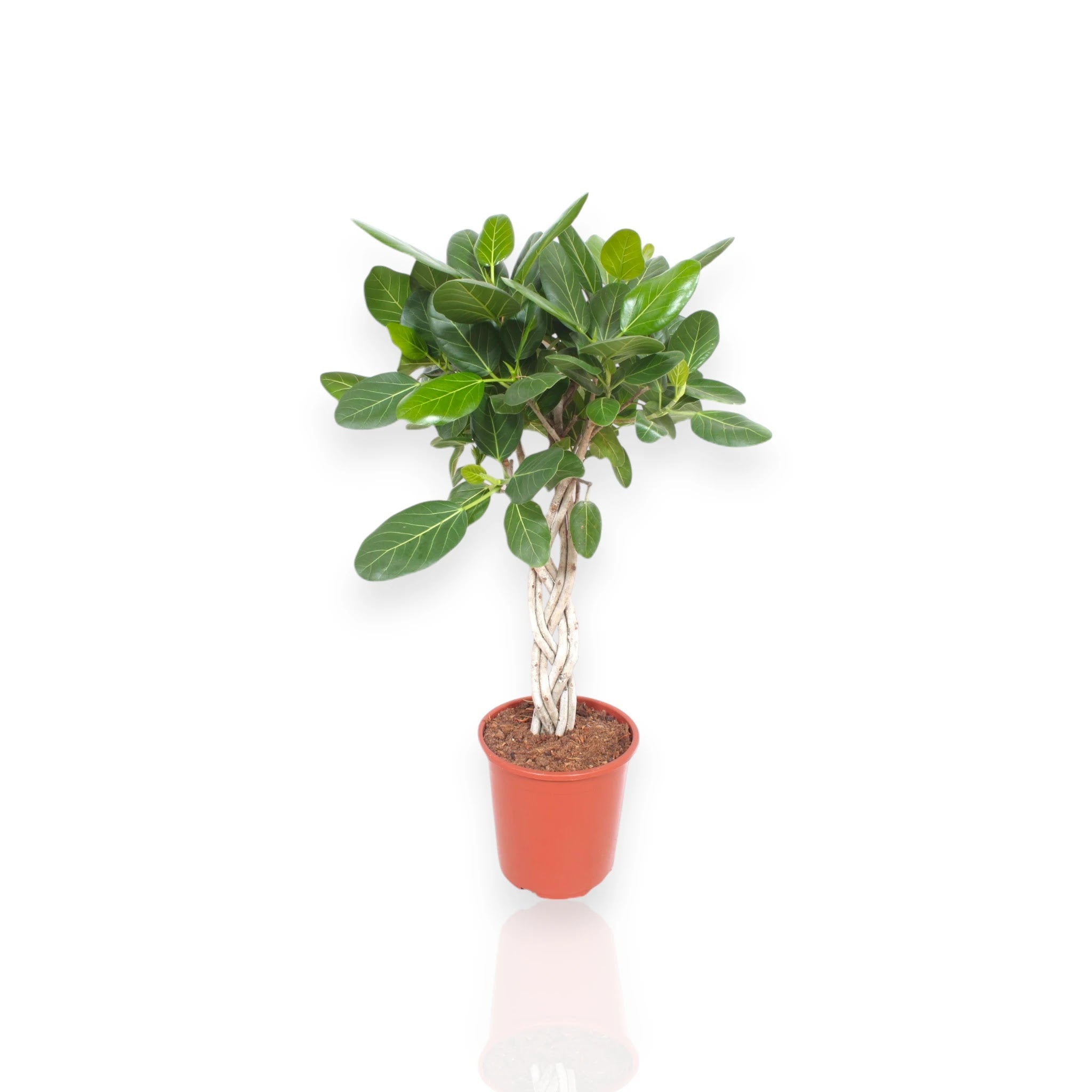 Ficus benghalensis