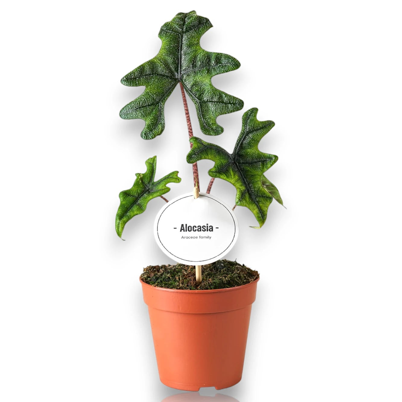 Alocasia Jacklin con foglie argentate metalliche in vaso da interno per arredamento moderno