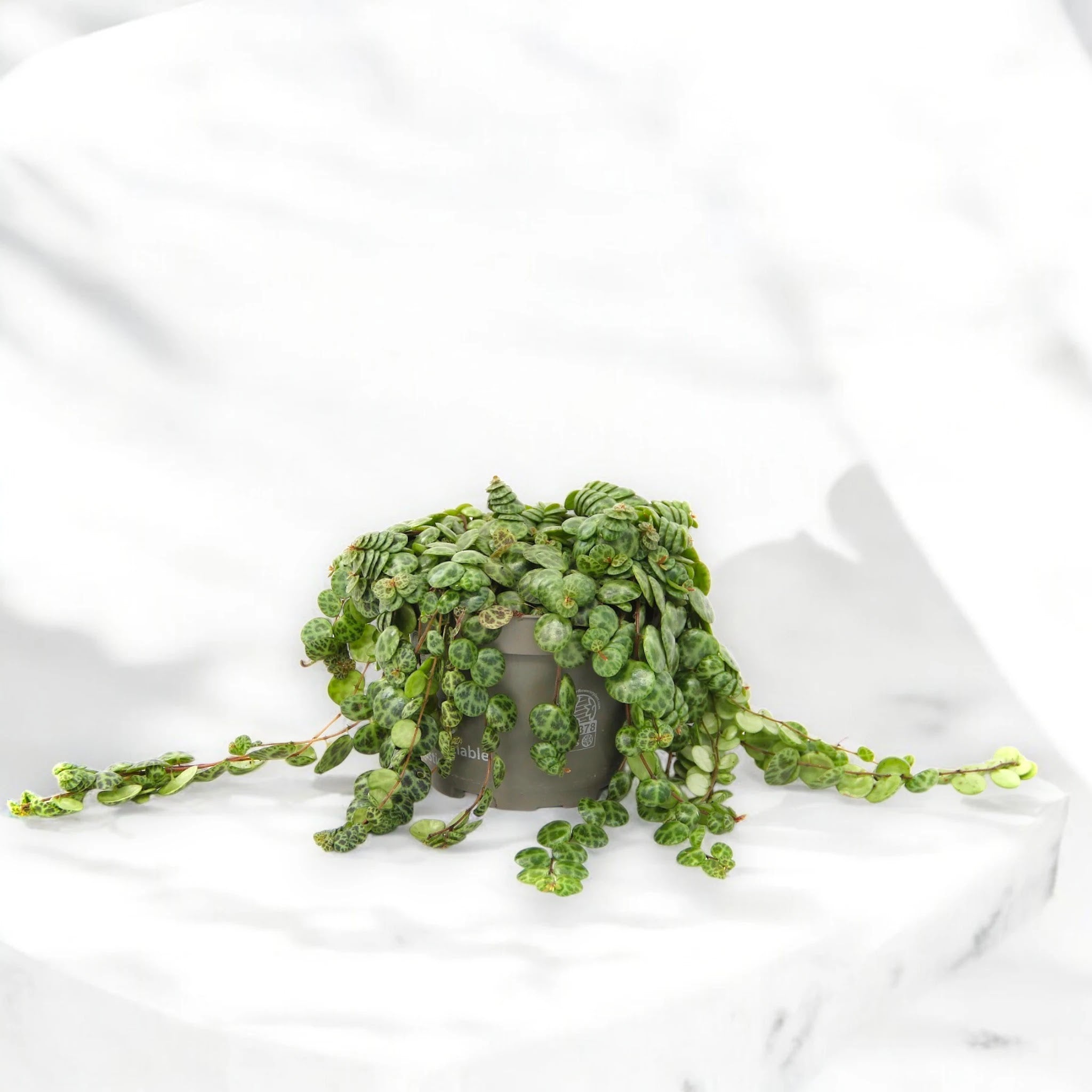 Peperomia prostrata
