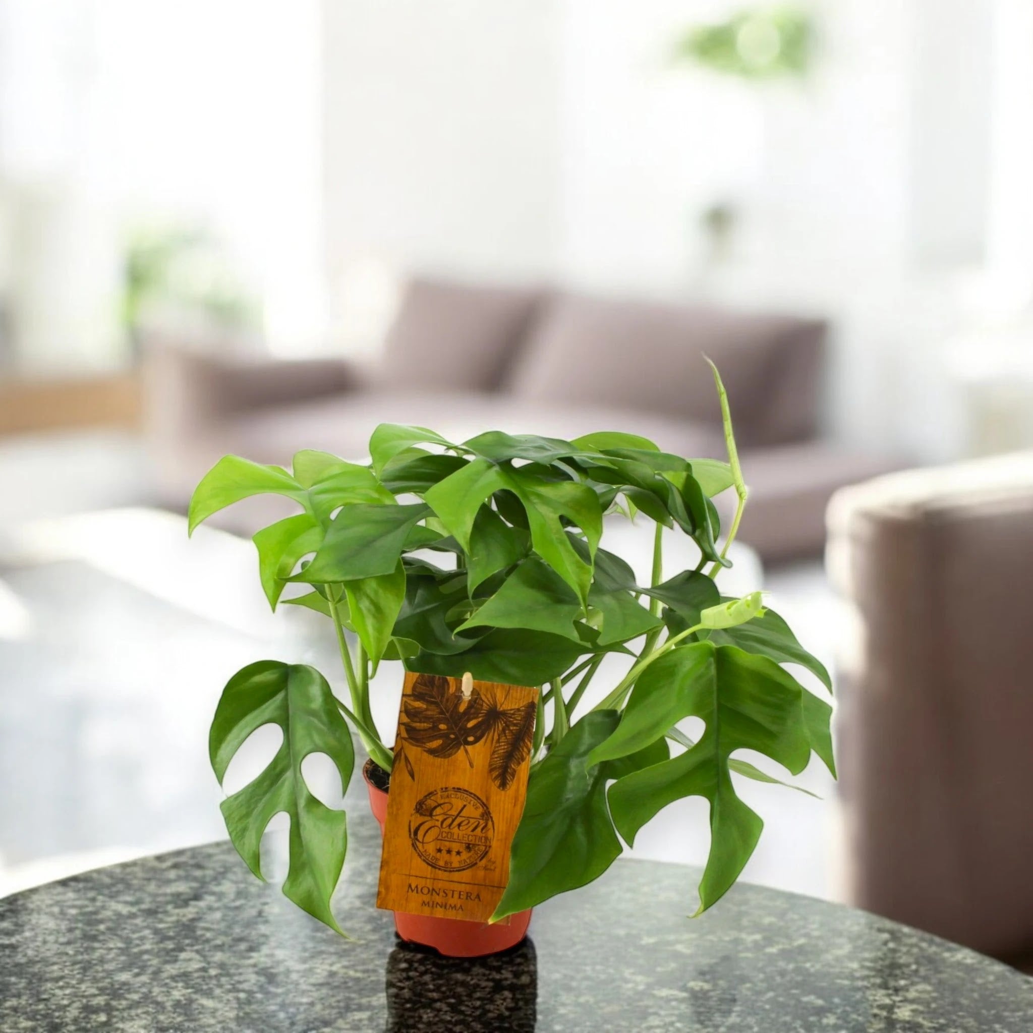 Monstera Minima - Rhaphidophora tetrasperma