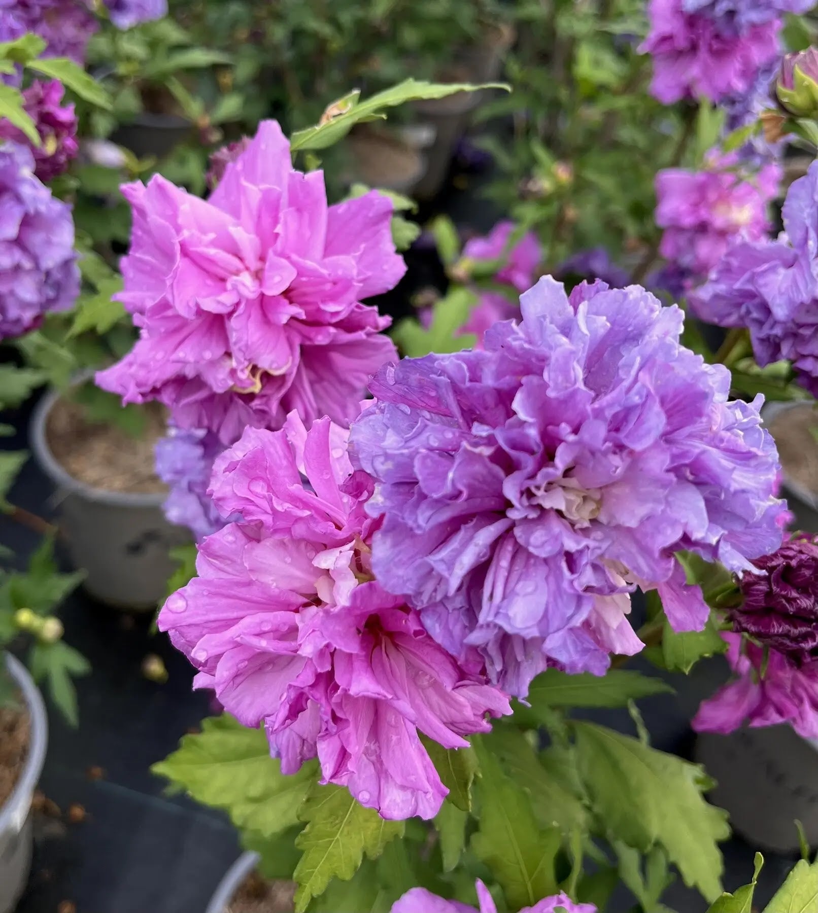 Hibiscus syriacus French Cabaret Purple arbusto intero con fiori doppi bianchi screziati rosa in giardino