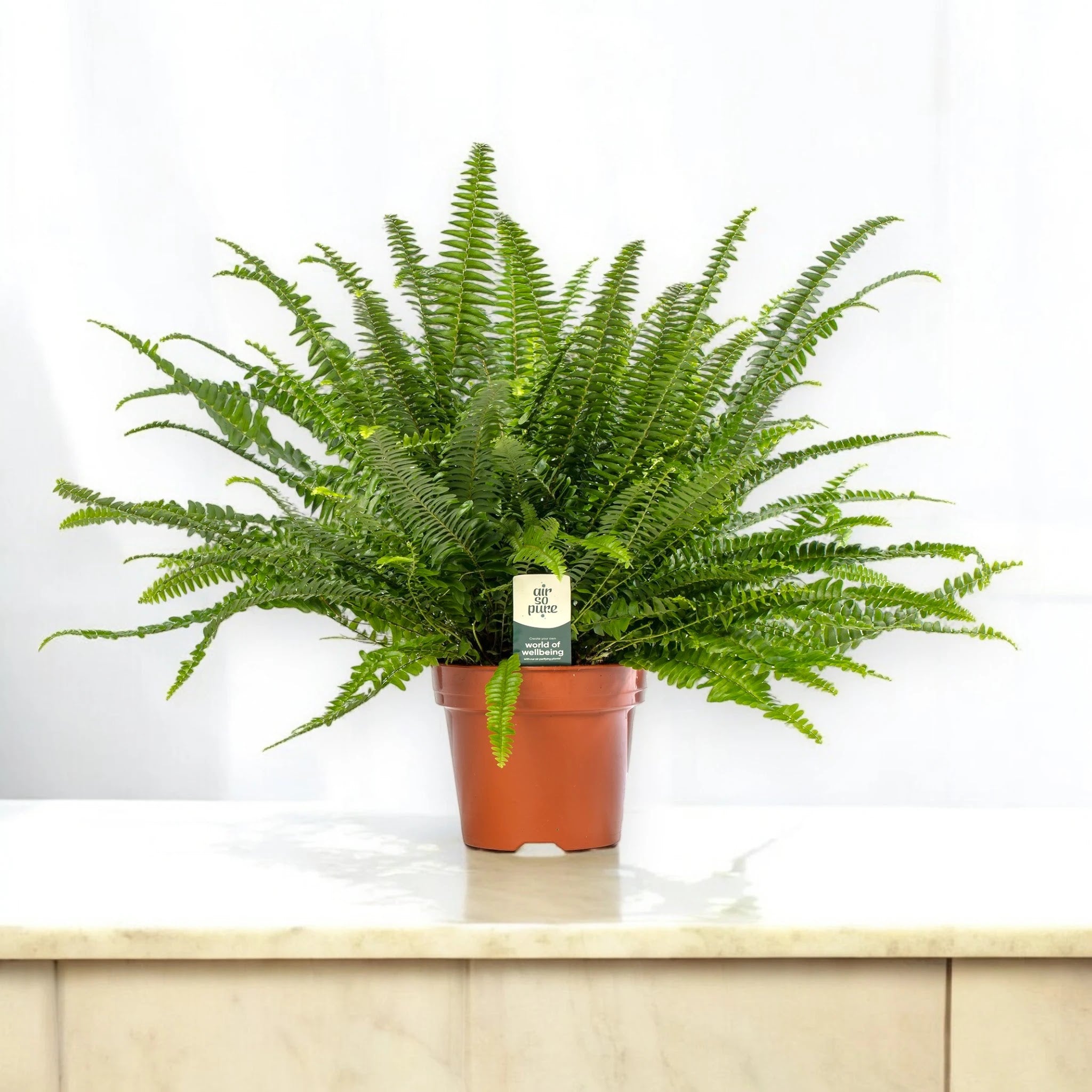 Nephrolepis exaltata 'Green lady'