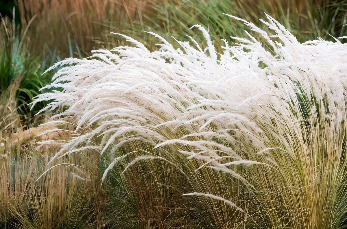 Stipa ichu graminacea perenne con ciuffi di foglie sottili argentate in giardino naturalistico