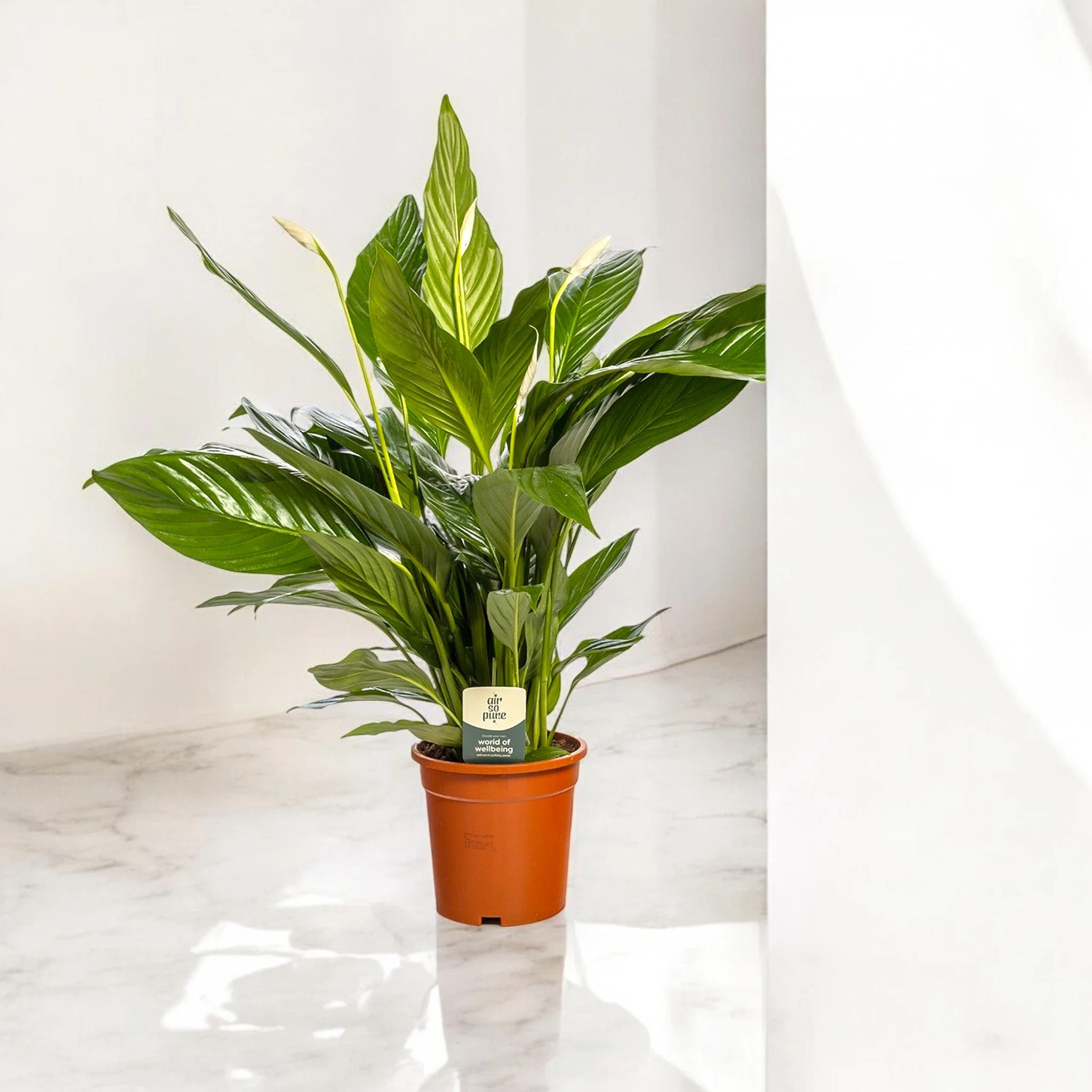 Spathiphyllum 'Sweet Lauretta'