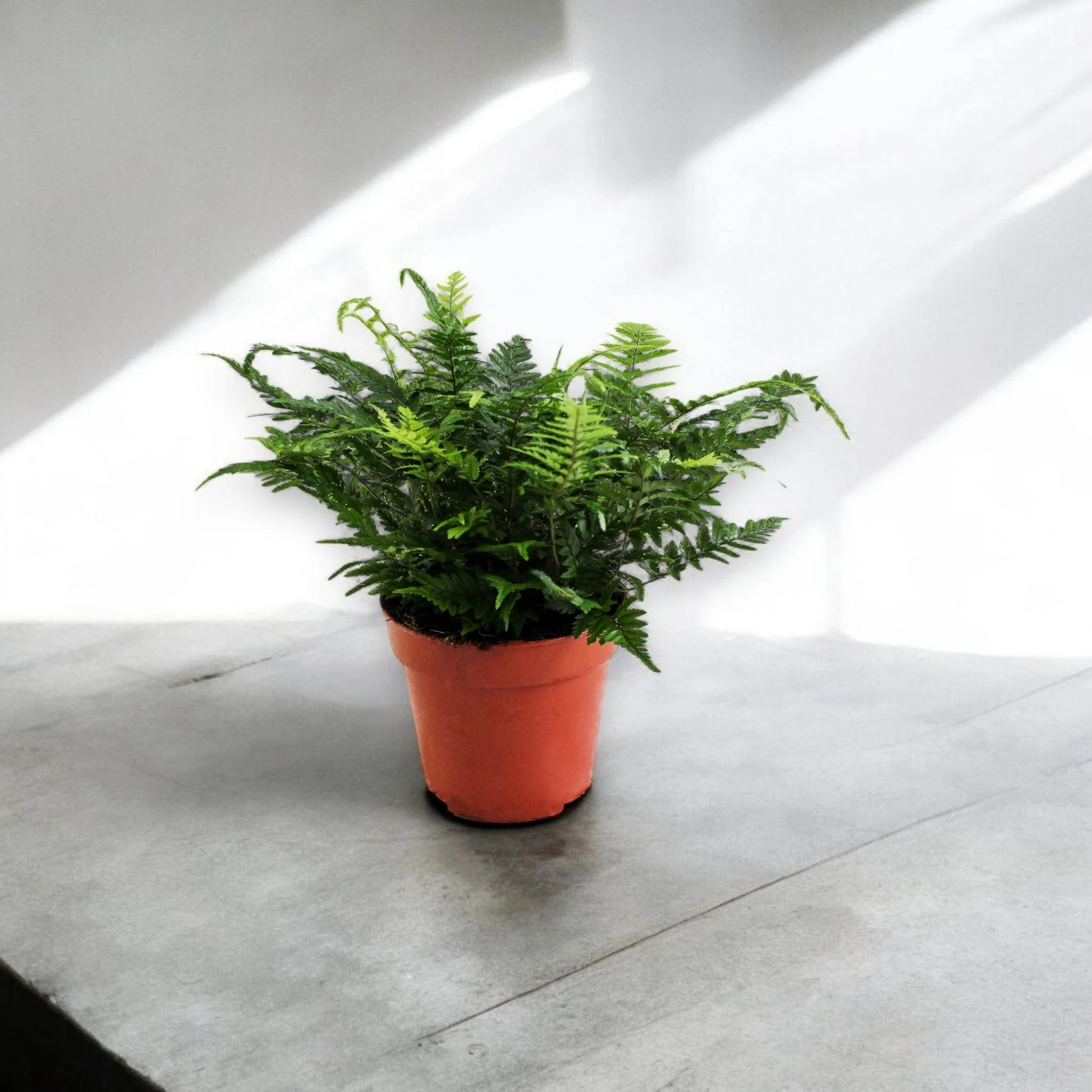 Athyrium spicatum