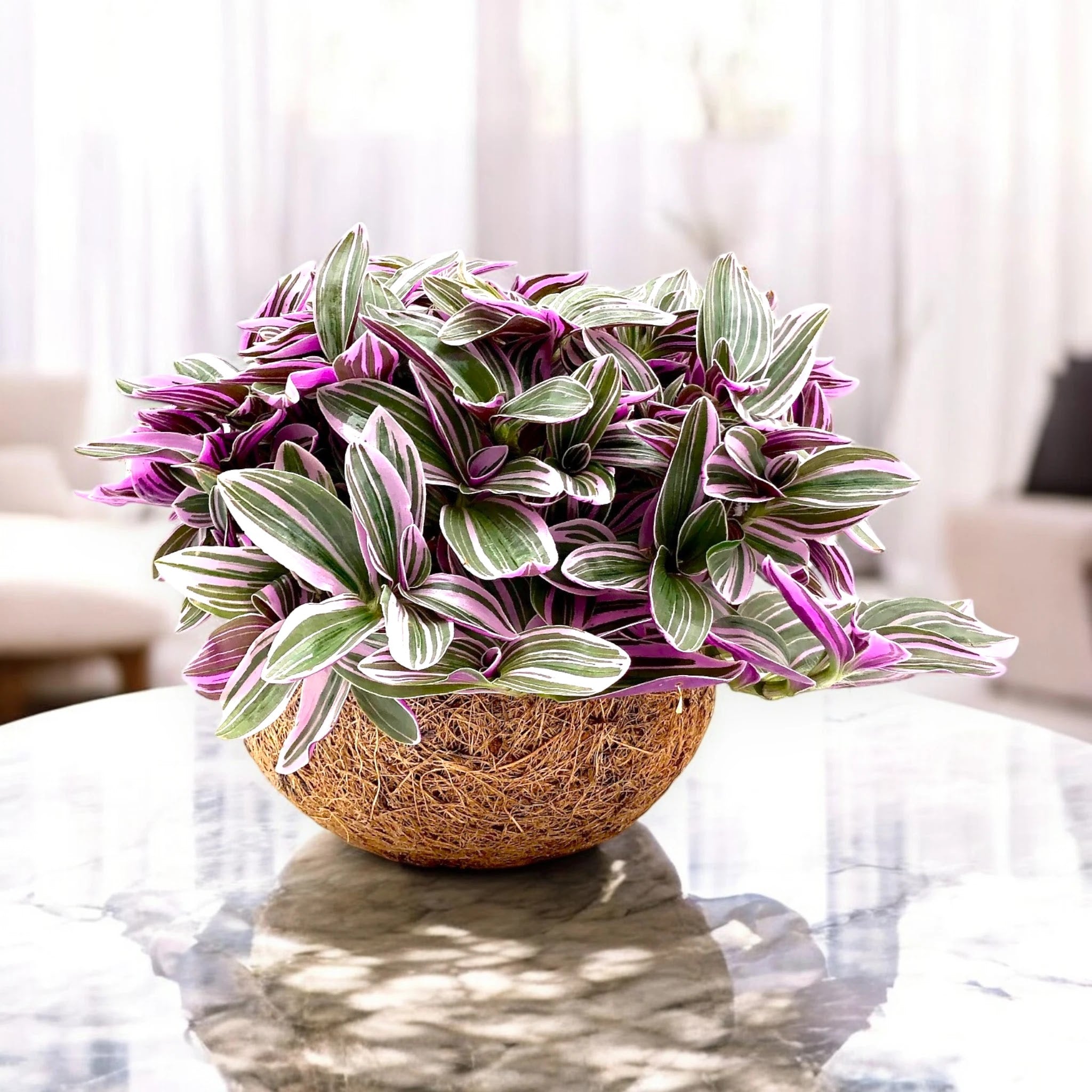 Tradescantia cerinthoides Sweetness