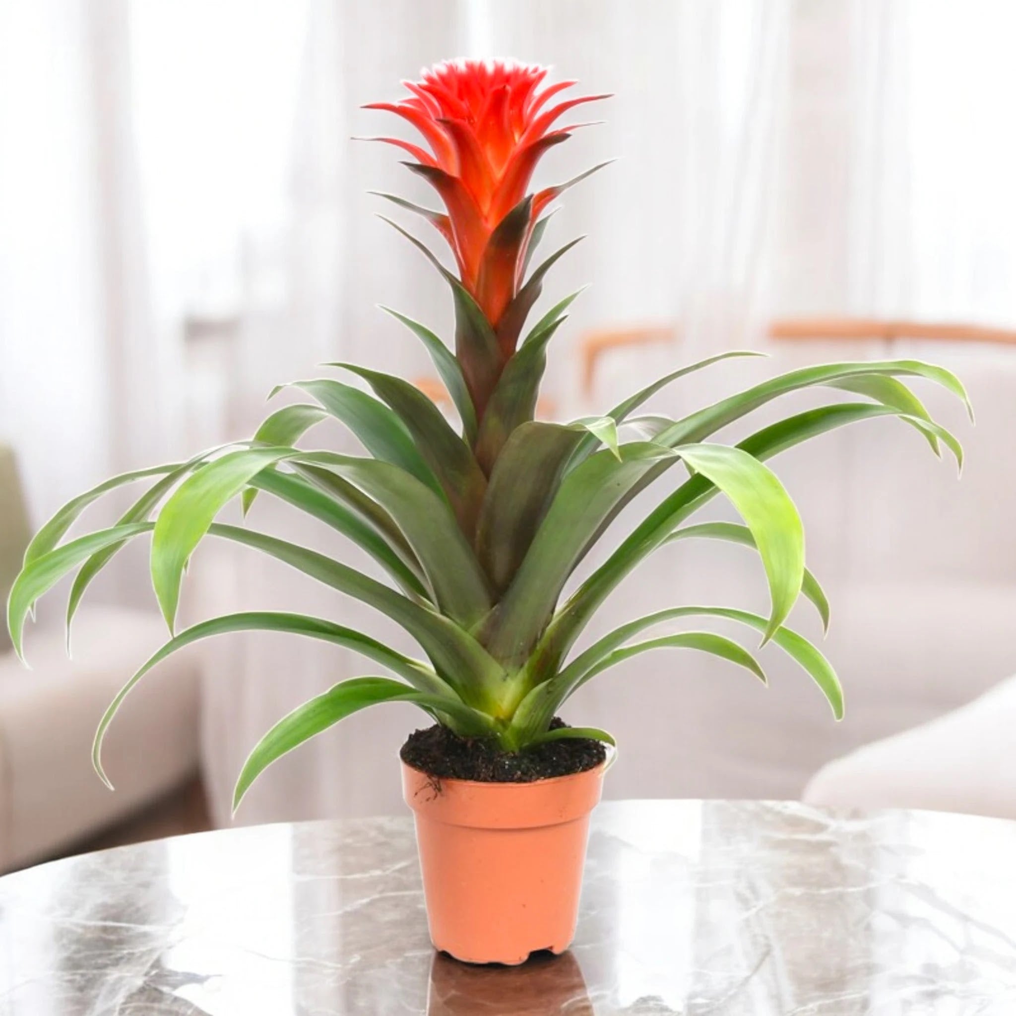 Dettaglio delle brattee colorate e foglie lucide della Guzmania Hope, bromeliacea da appartamento