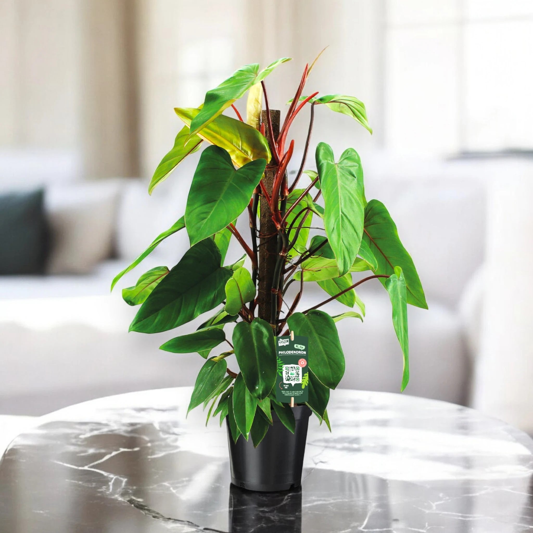 Philodendron 'Red Emerald'