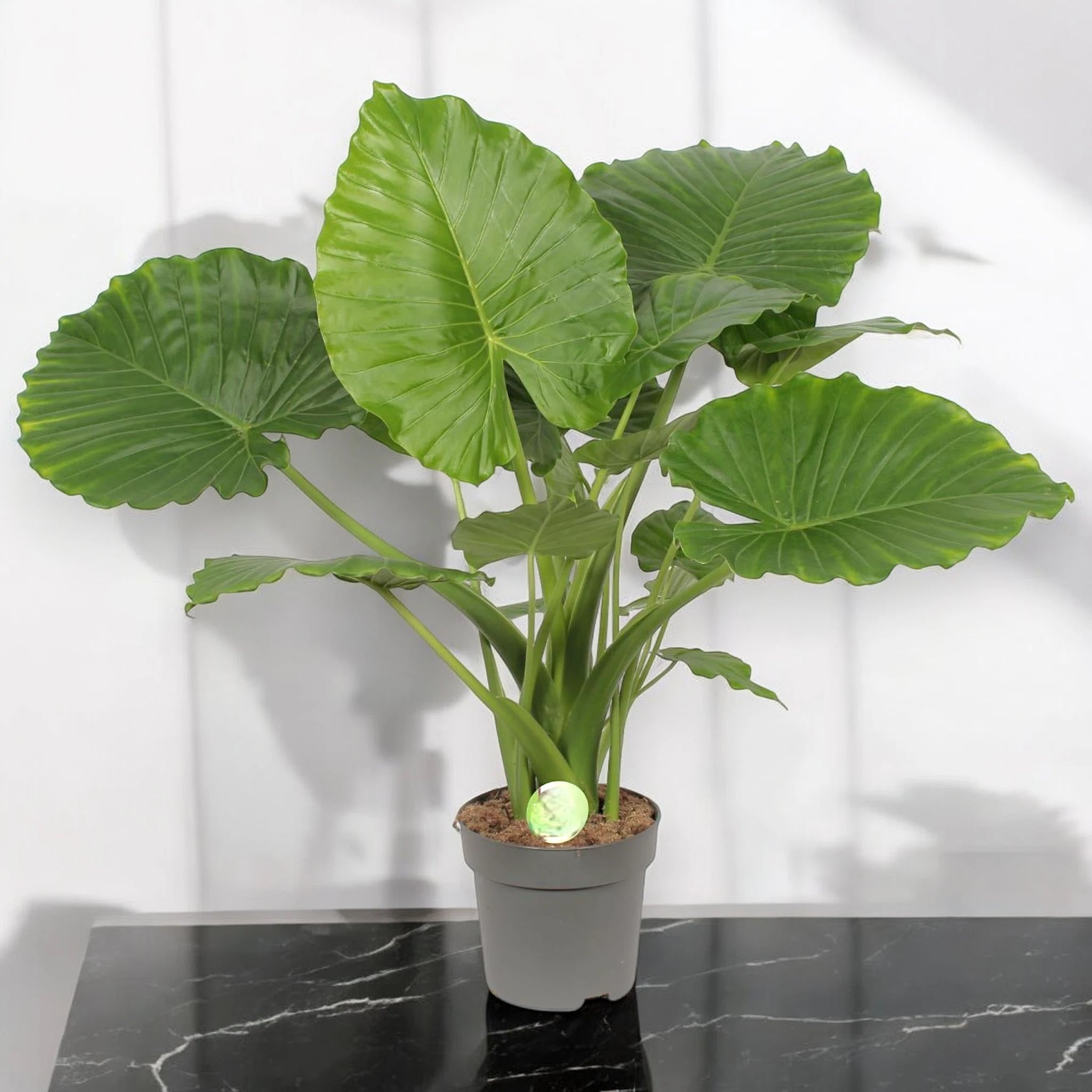 Alocasia gageana