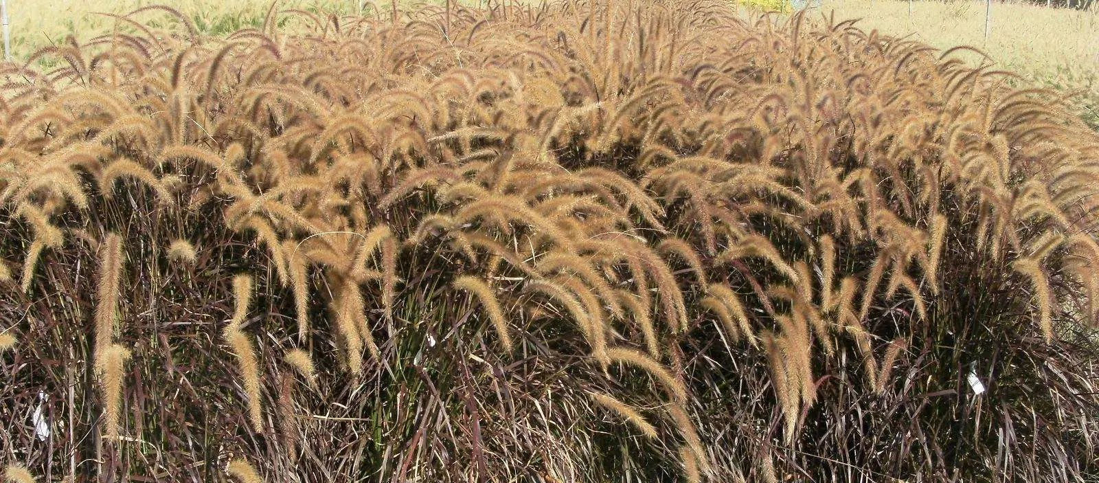 Stipa tenuissima Pony Tails, graminacea ornamentale con fogliame sottile e infiorescenze piumose in giardino naturalistico