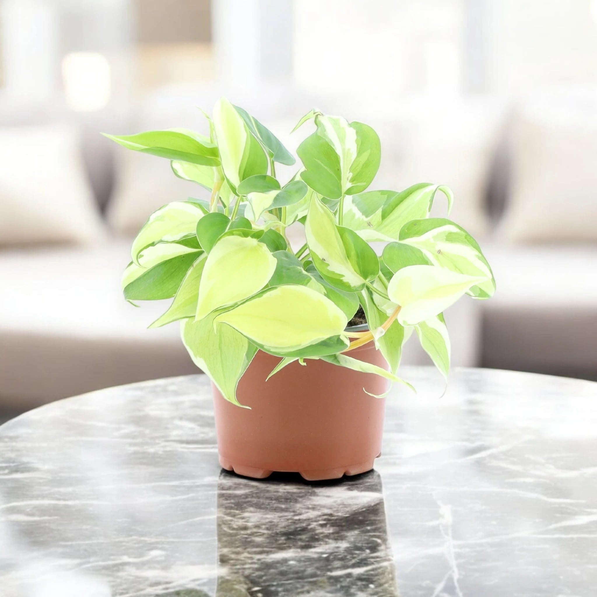 Dettaglio foglia variegata giallo lime del Philodendron scandens Rio con nervature evidenti