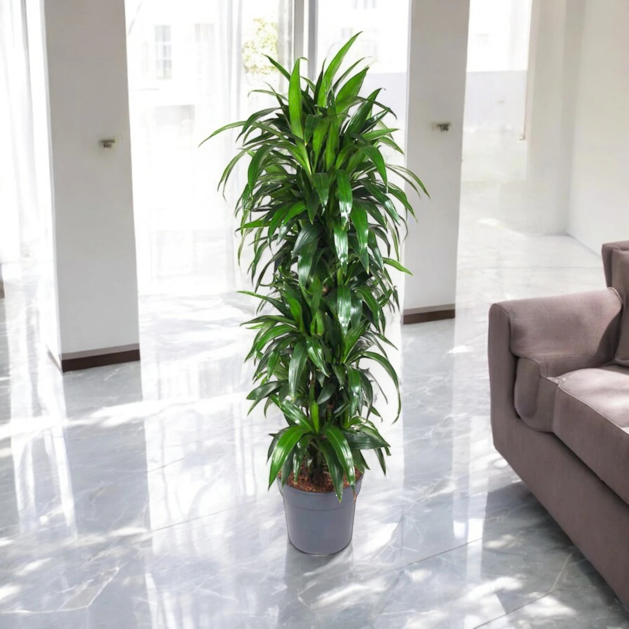 Dracaena fragrans 'Janet craig'