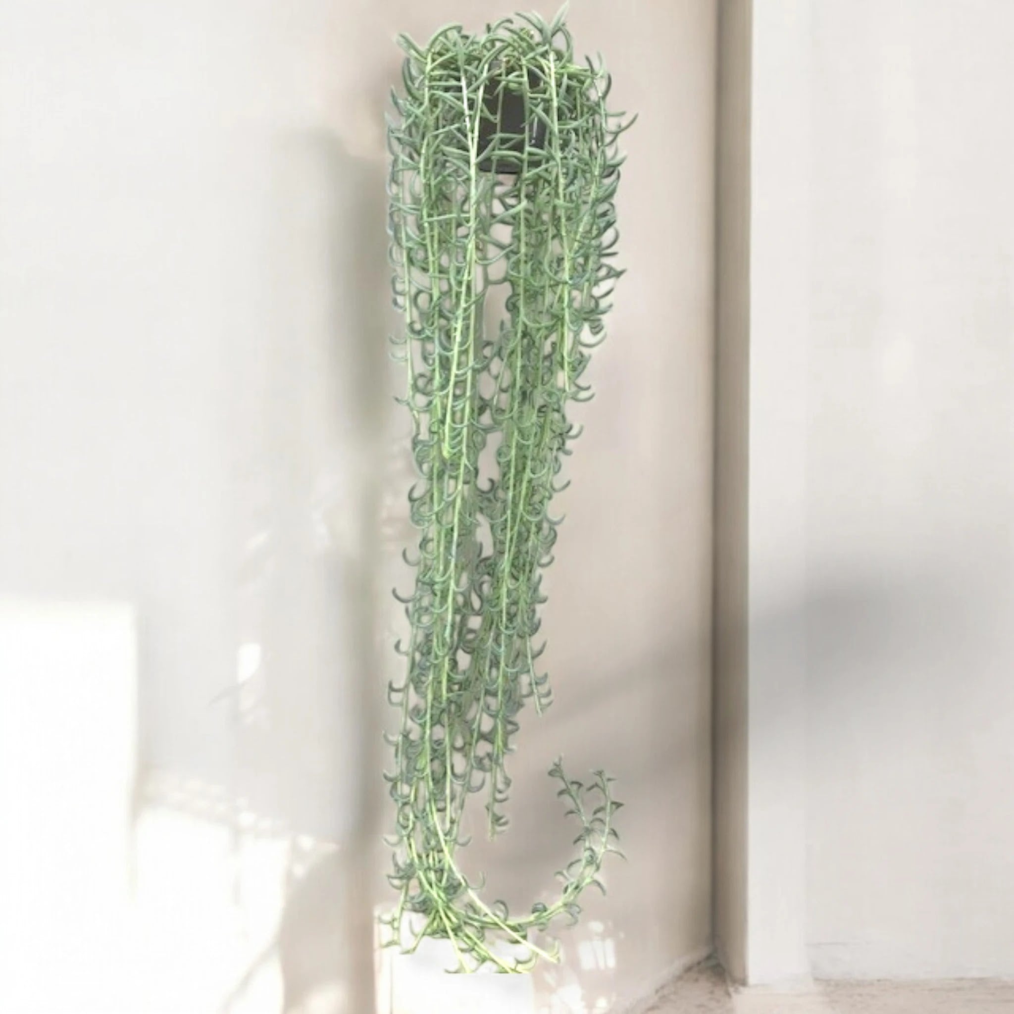 Dettaglio foglie carnose curve del Senecio radicans simili a piccole banane verdi