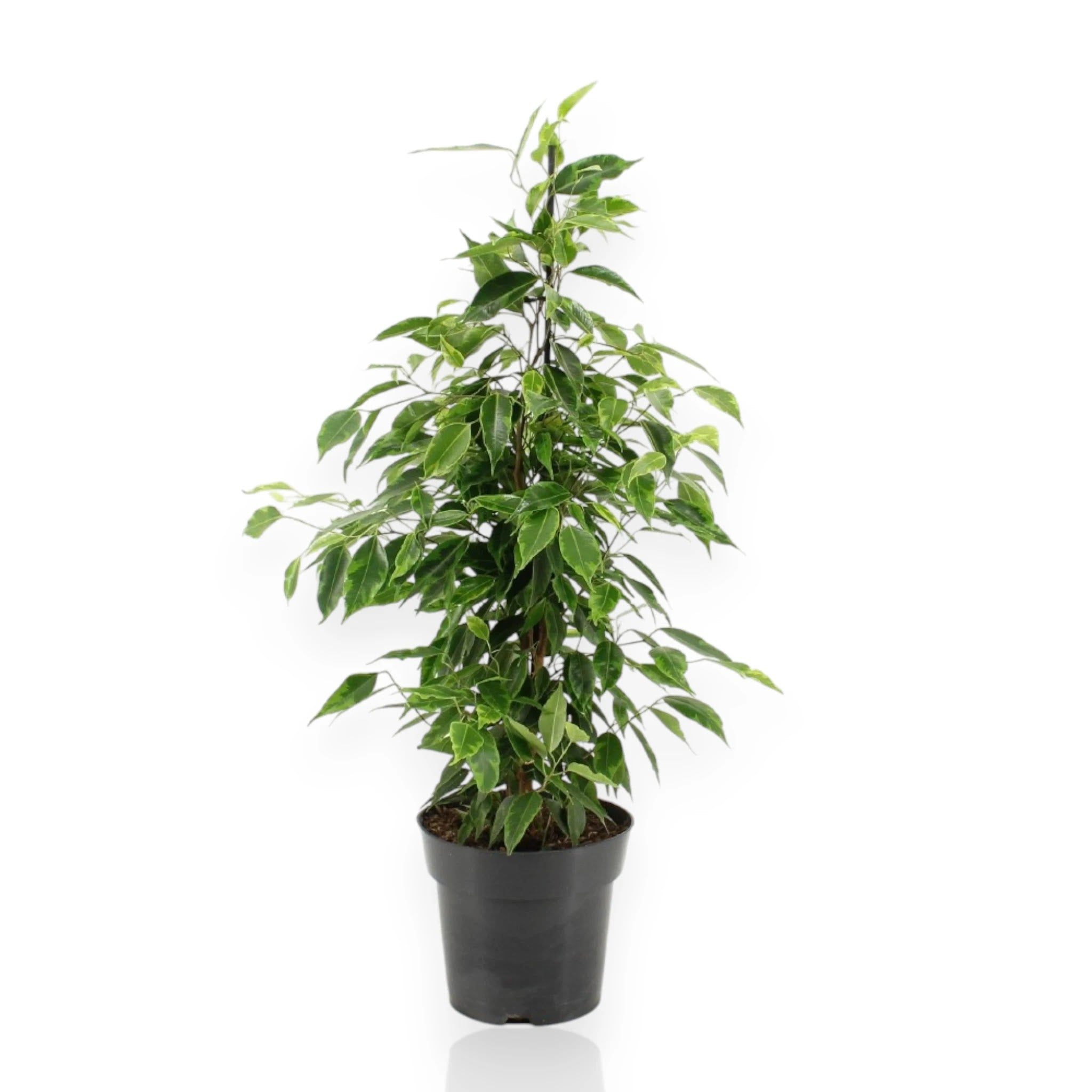 Ficus benjamina 'Anastasia' con foglie variegate bianco-verdi in vaso, pianta da interno decorativa