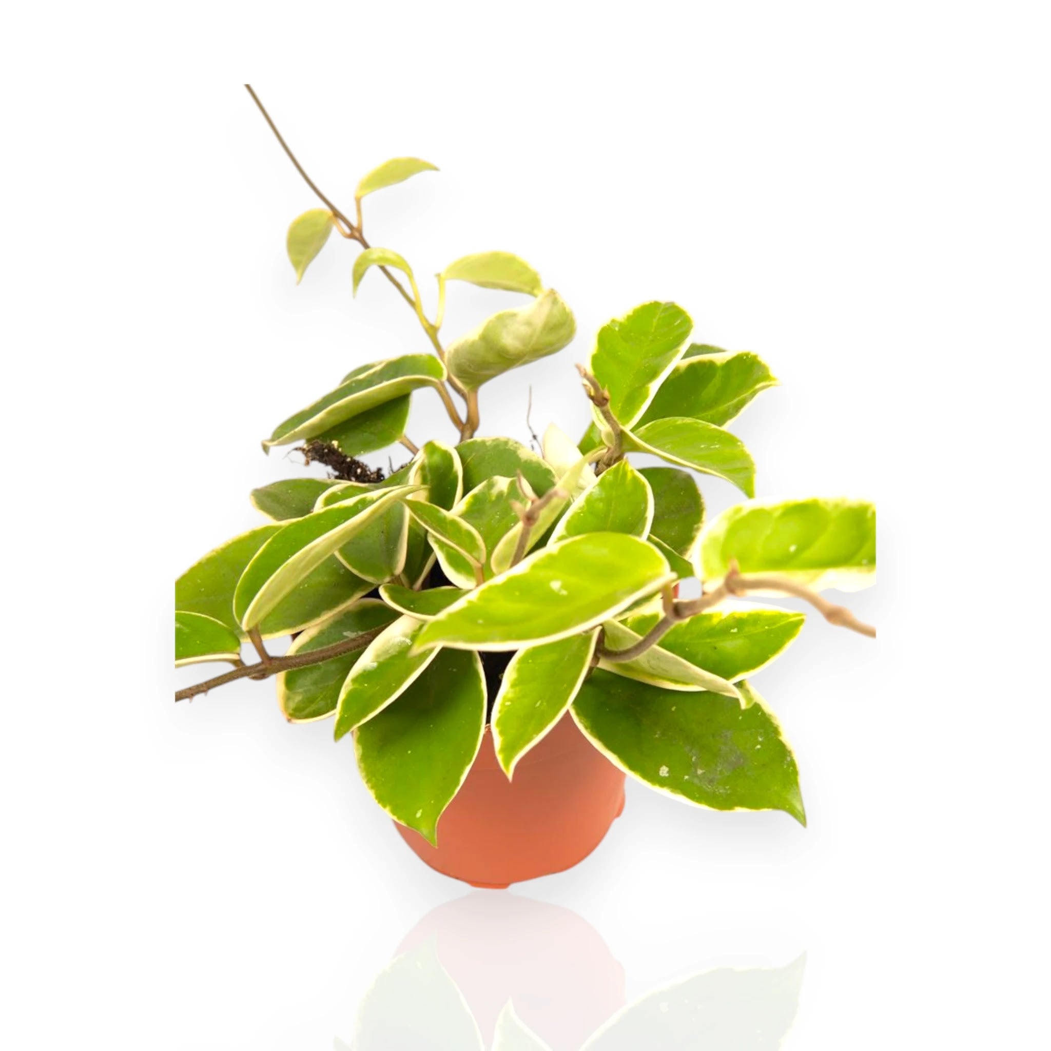Hoya carnosa Krimson Queen con foglie variegate bianco-verdi ricadenti in vaso da interno