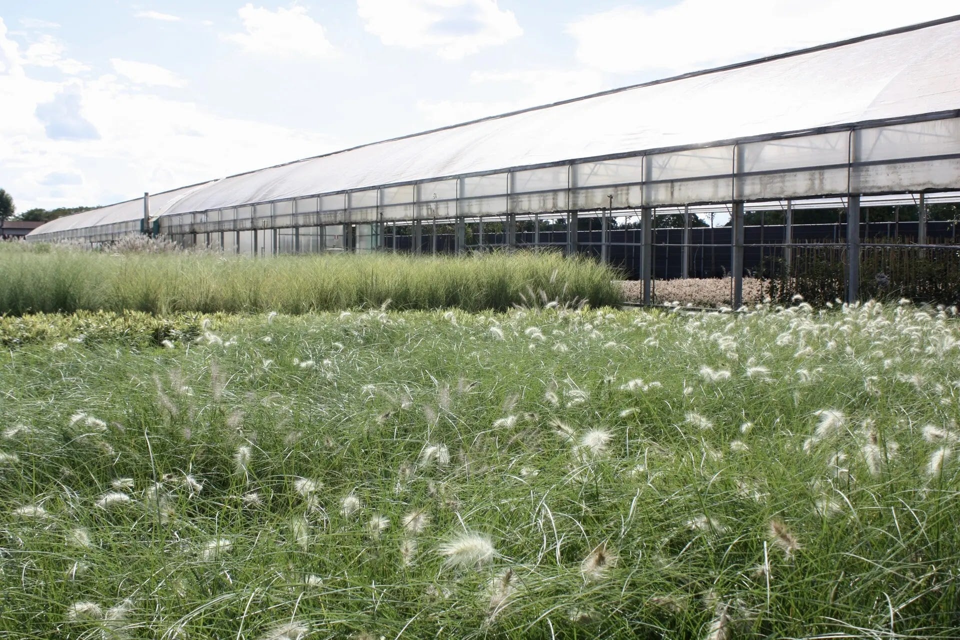 Pennisetum villosum con infiorescenze cremose piumose