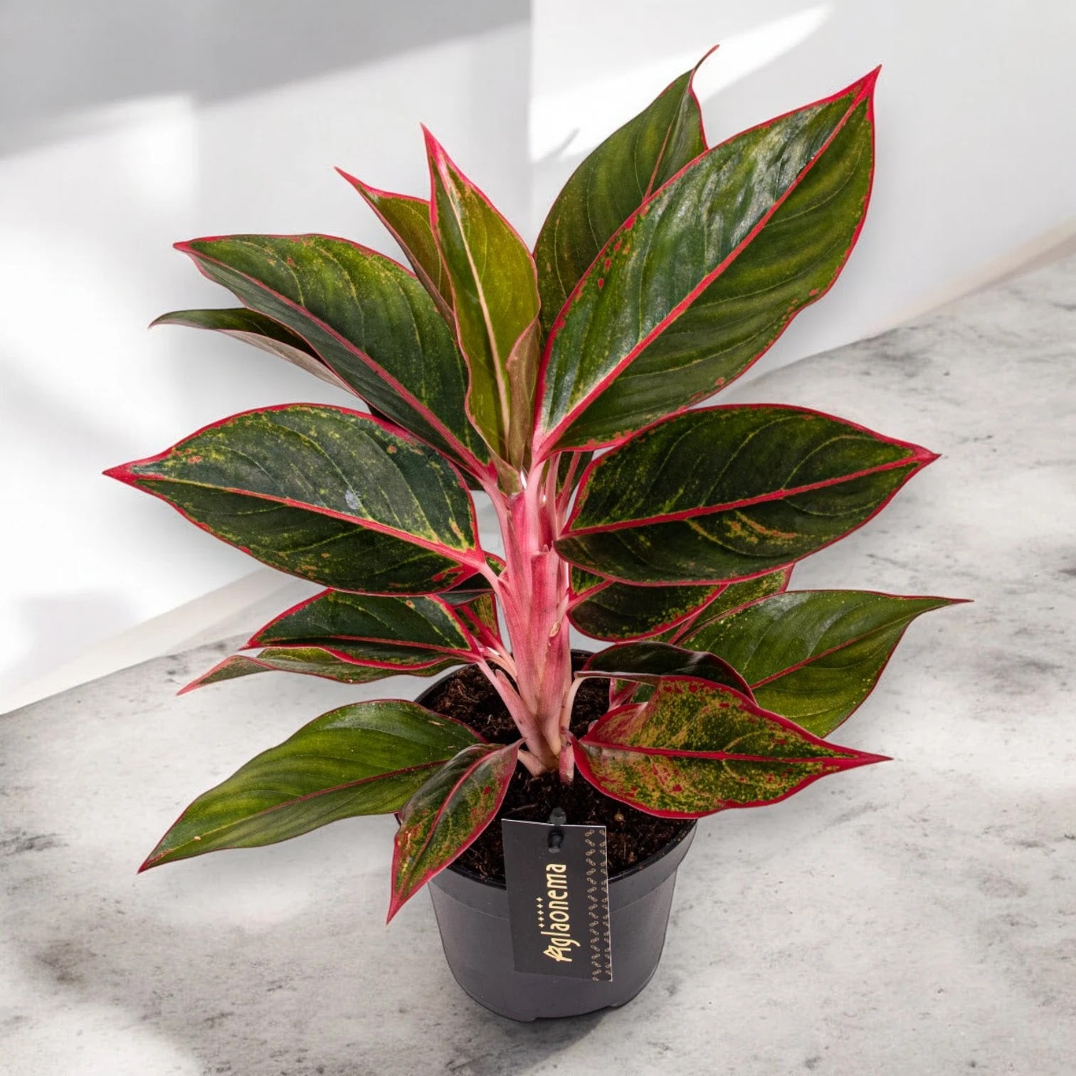 Aglaonema 'Jungle Red'