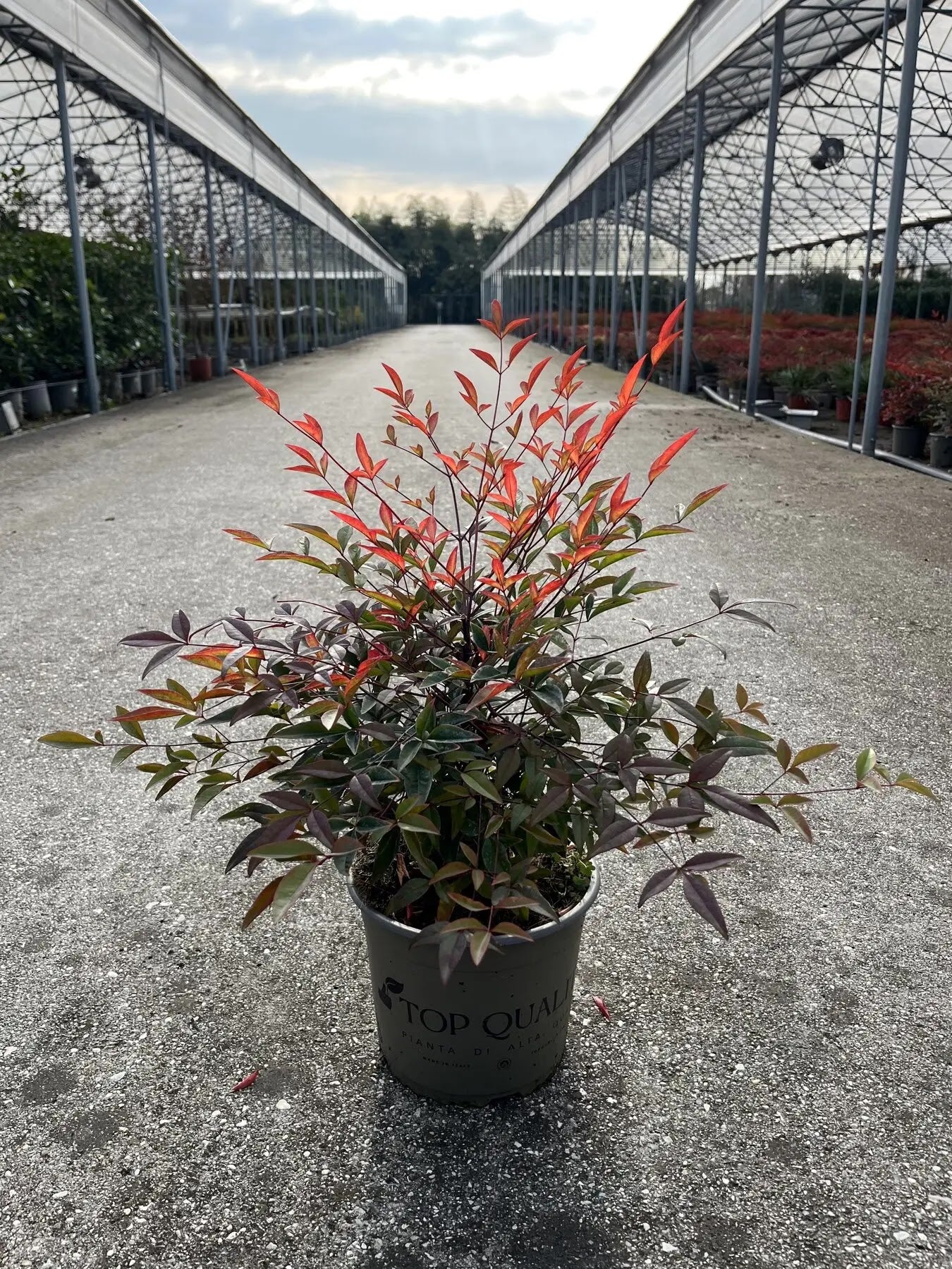Nandina domestica