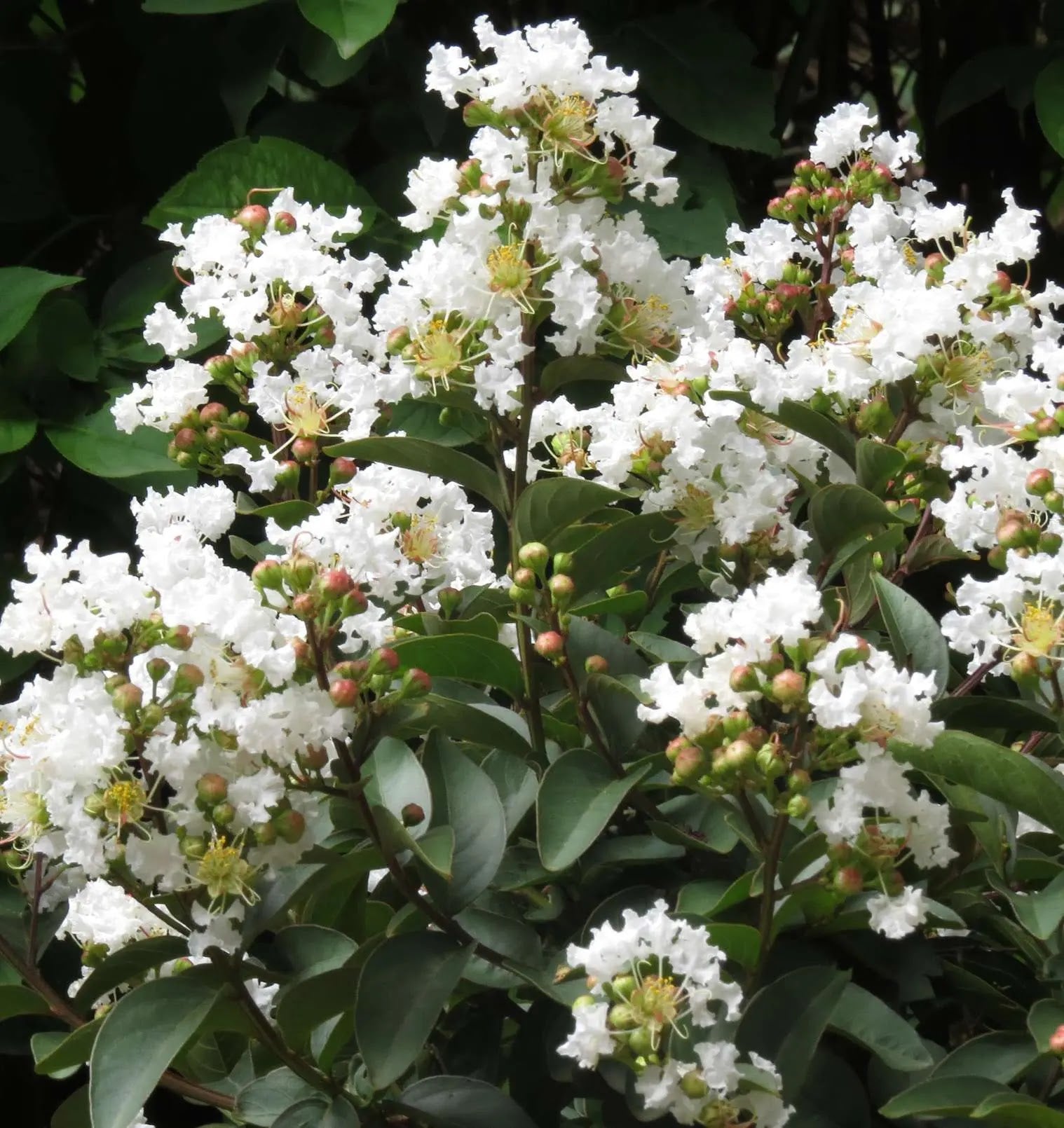 Lagerstroemia indica Enduring Summer White con fiori bianchi in giardino mediterraneo