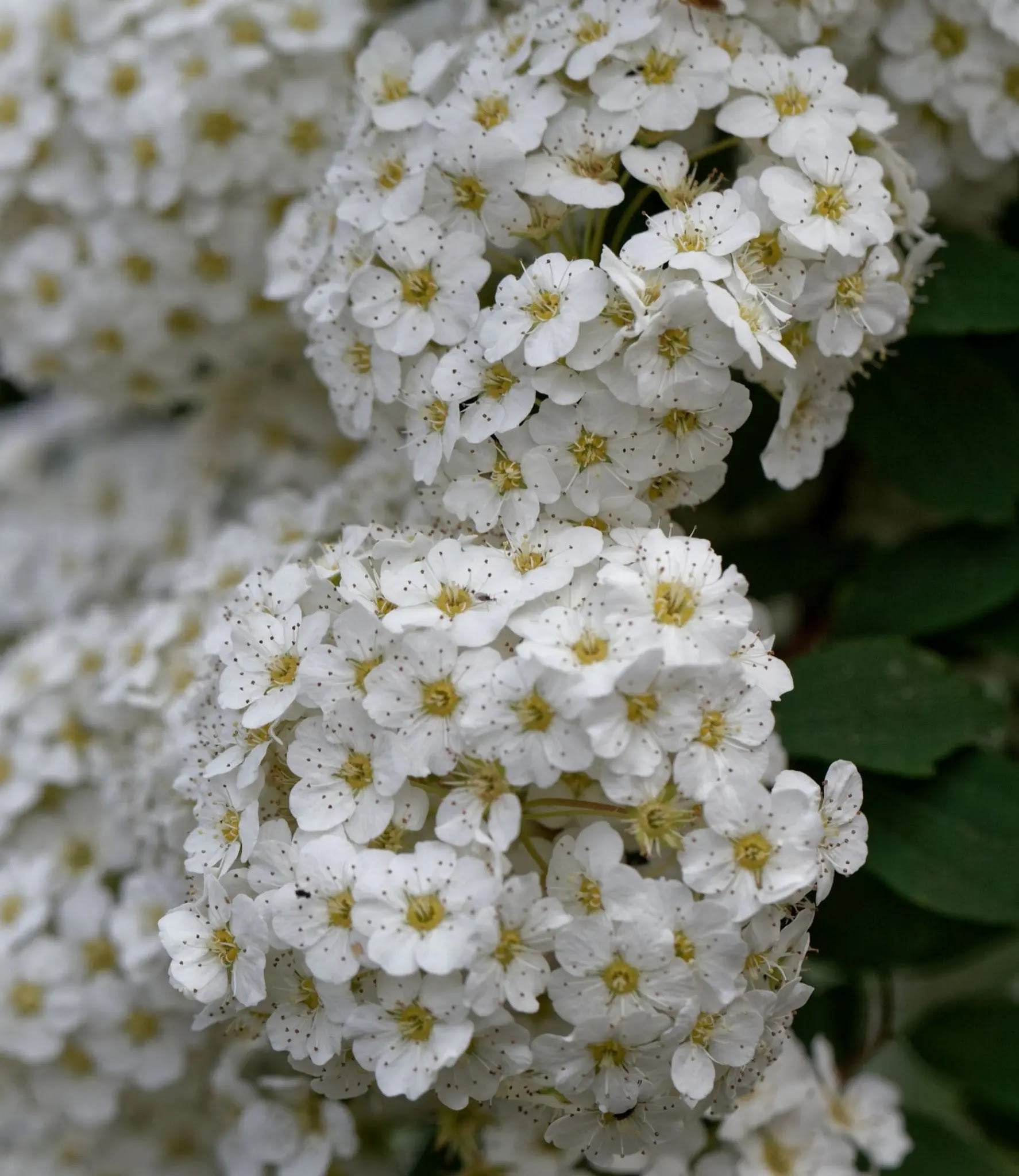 Spiraea vanhouttei arbusto fiorito in giardino con cascate di fiori bianchi e rami arcuati