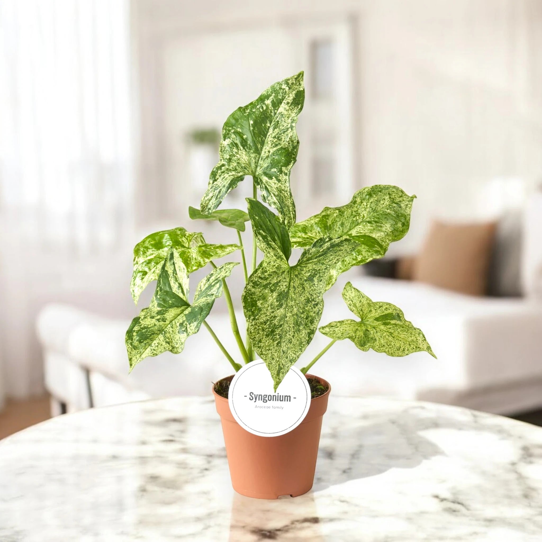 Syngonium 'Mottled'