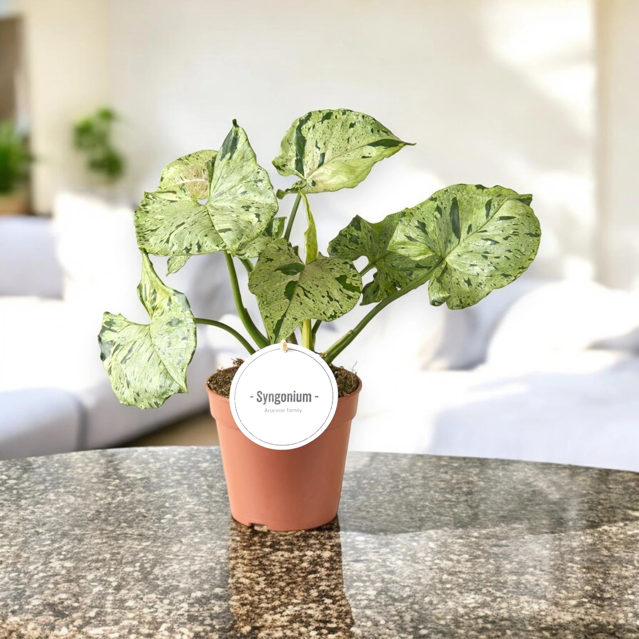 Dettaglio foglia Syngonium Green Splash con caratteristiche macchiettature verdi irregolari